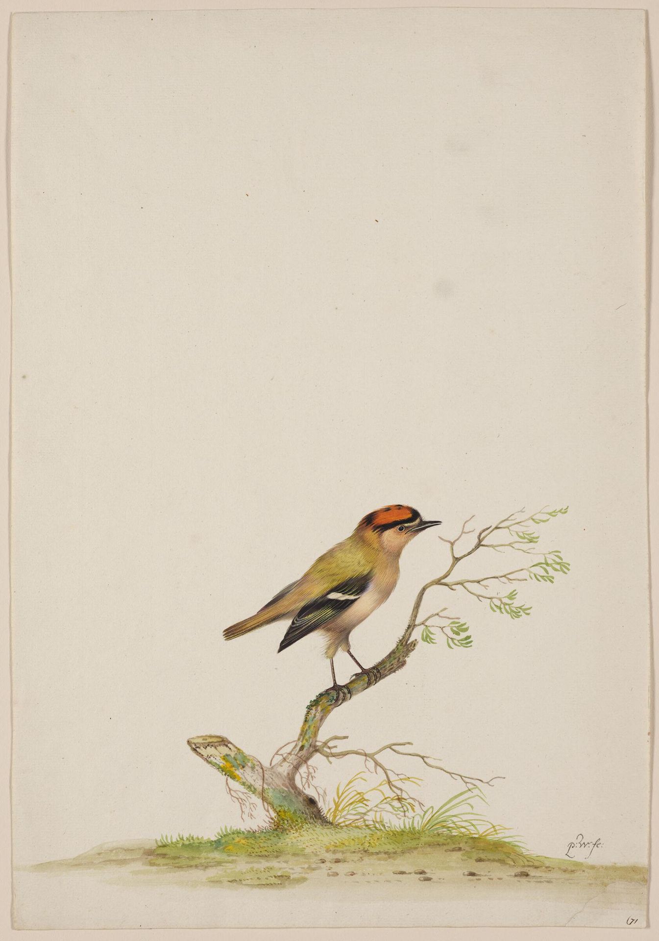 Red Crested Bird perched on a Branch by Pieter Withoos