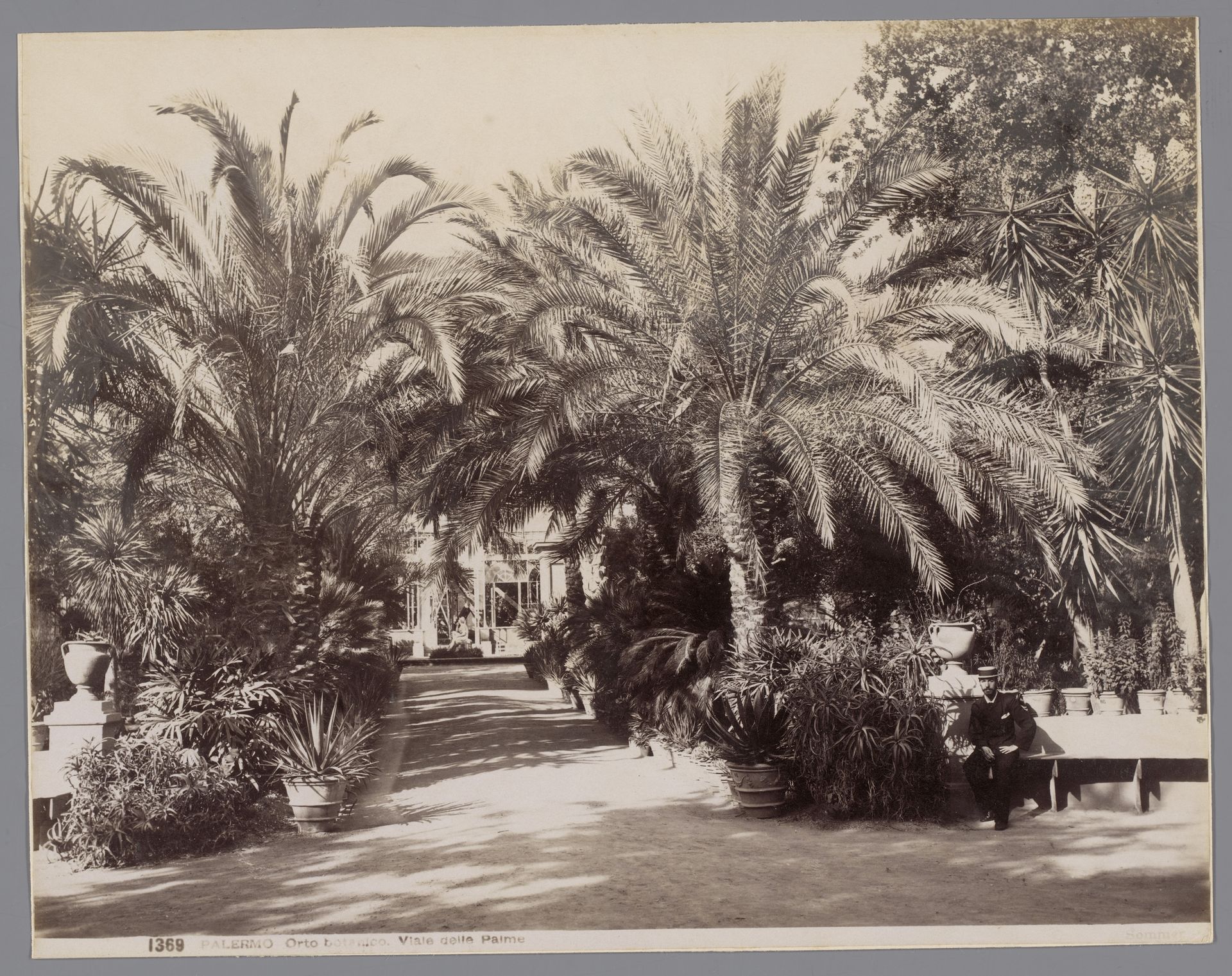 Palmen in de botanische tuinen van Palermo, Sicilië by Giorgio Sommer