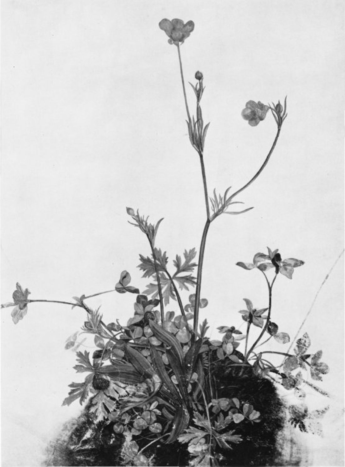 Butter Cups, Red Clover and Plantain by Albrecht Durer