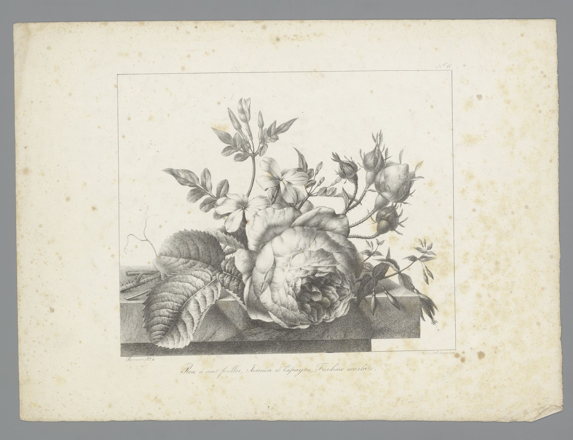 Boeket met koolroos, Spaanse jasmijn en scharlaken fuchsia by Auguste Piquet de Brienne