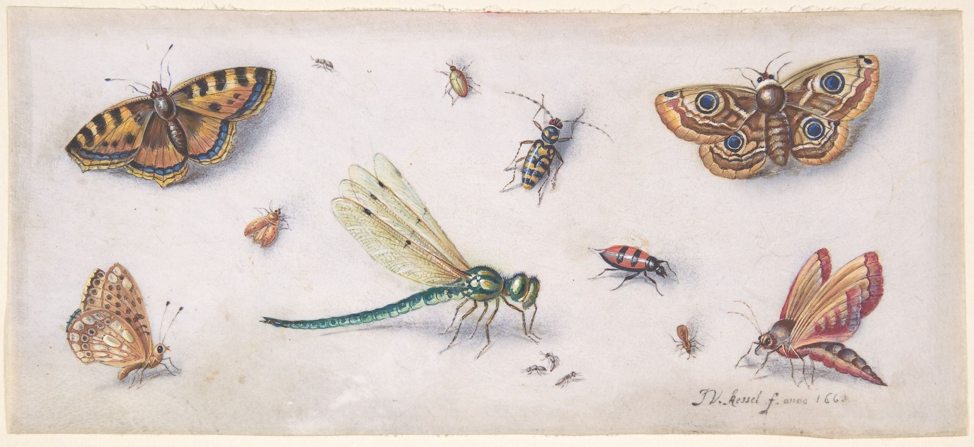 Insects, Butterflies, and a Dragonfly by Jan van Kessel
