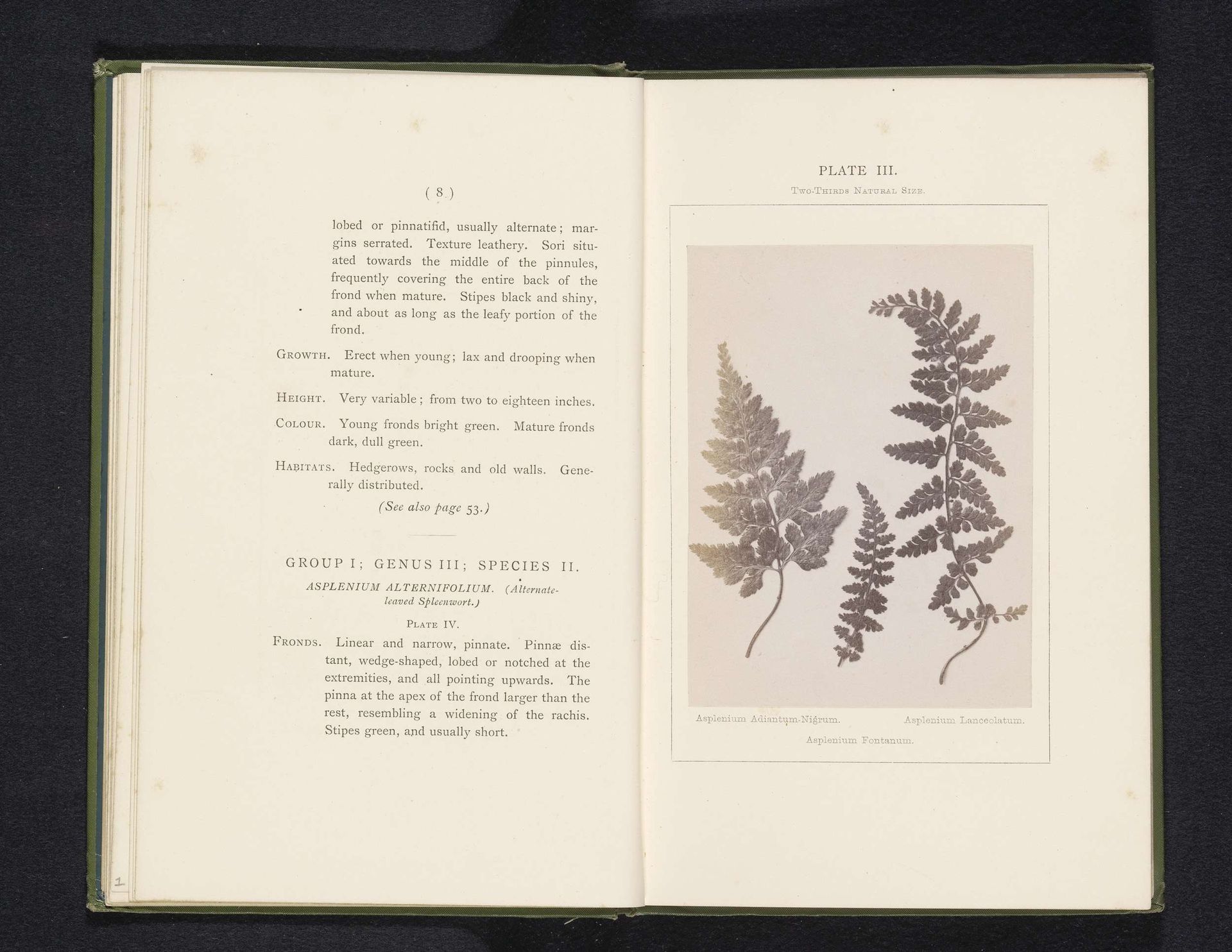 Bladeren van drie soorten streepvarens by Sydney Courtauld