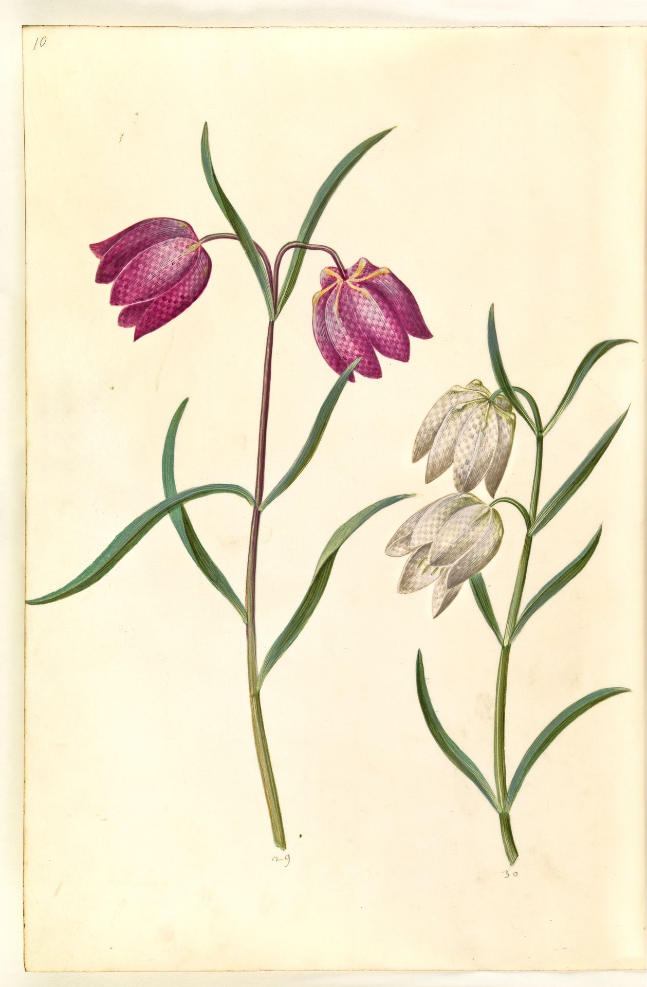 Fritillaria meleagris (almindelig vibeæg) by Hans Simon Holtzbecker