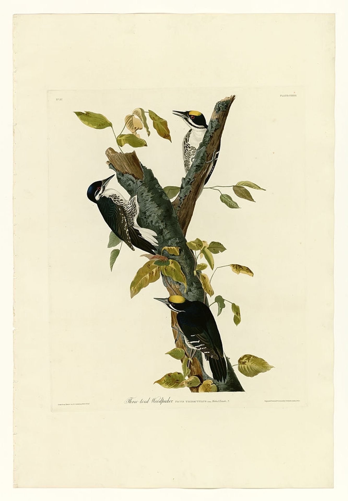 Plate 132 Three-toed Woodpecker by John James Audubon