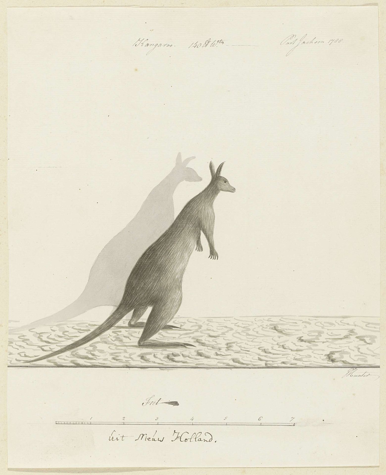 Macropus sp. (Kangaroo) by John Hunter