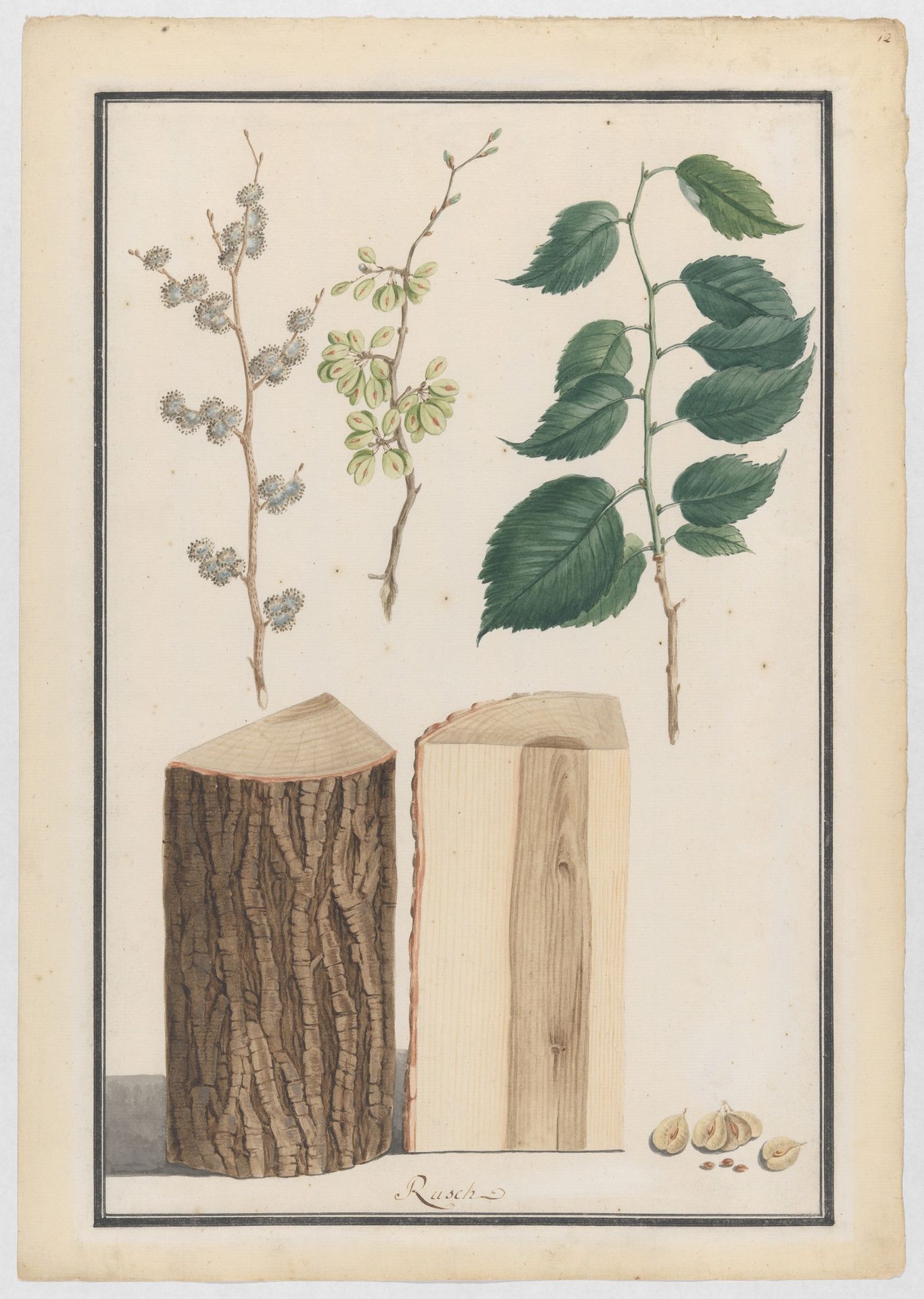 Studies of the leaves, blossoms, fruits and trunk of an English elm (Ulmus procera) by Ludwig Pfleger