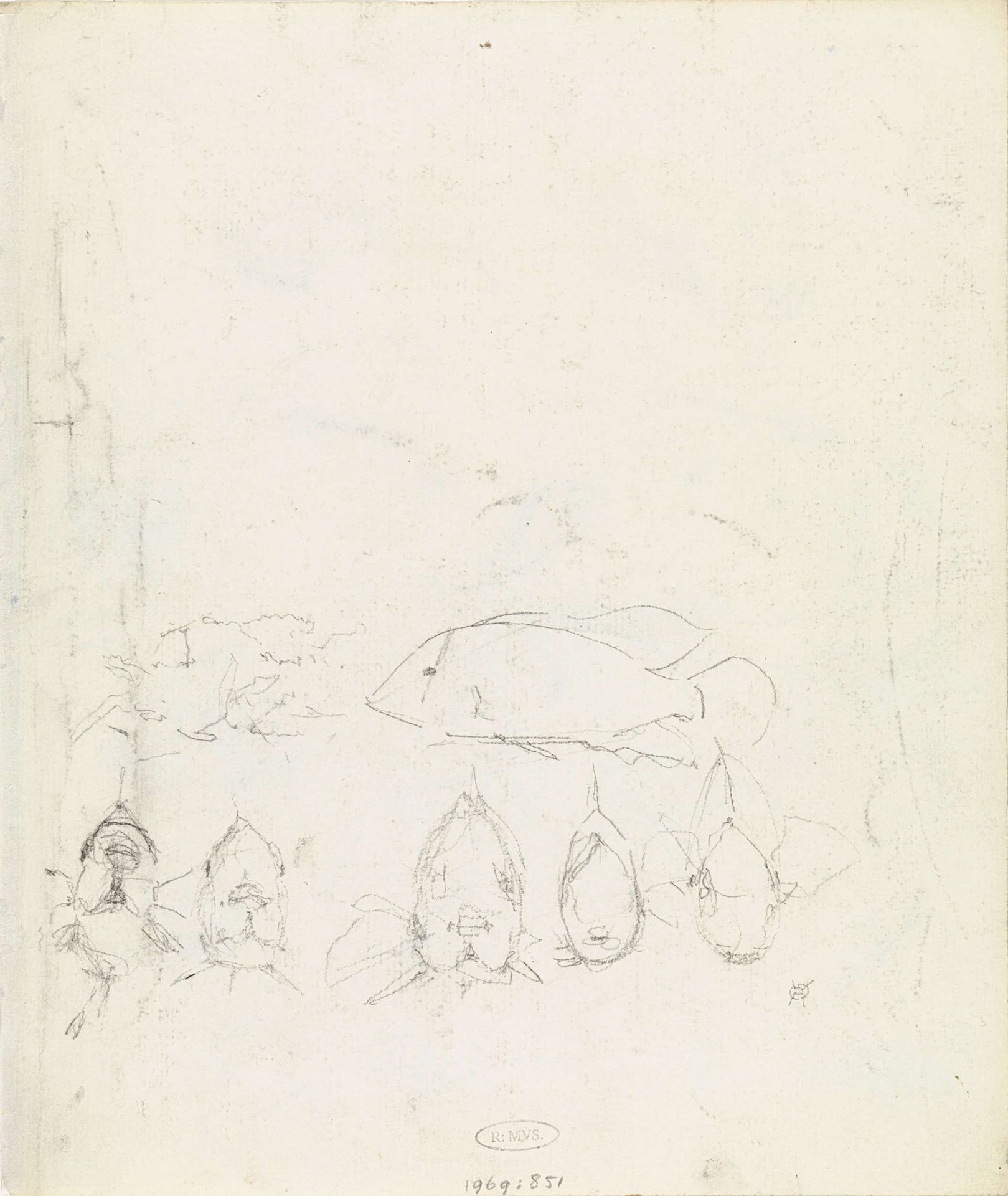 Studies van vissen, van voren by Gerrit Willem Dijsselhof