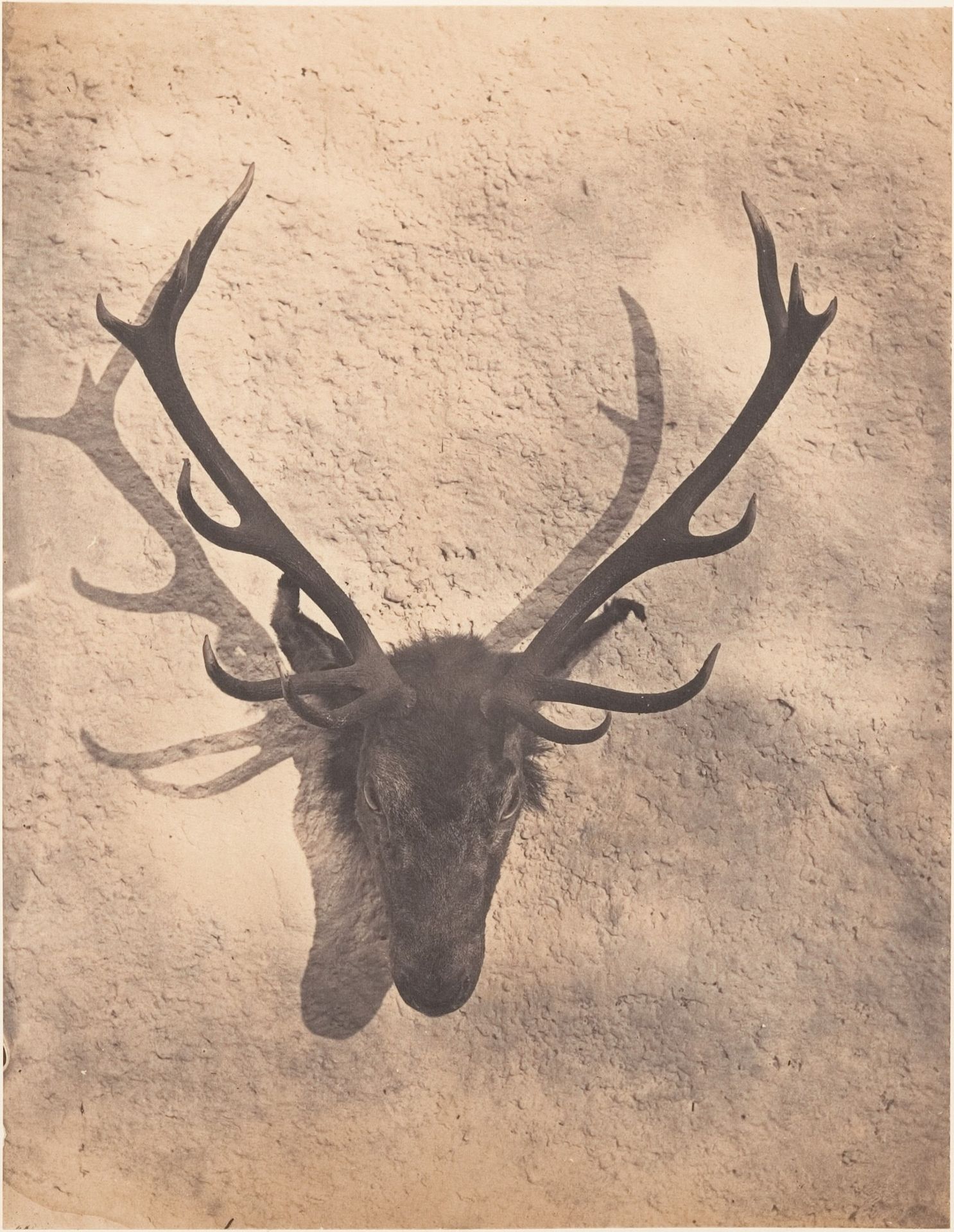 [Colin's Royal Stag] by Horatio Ross