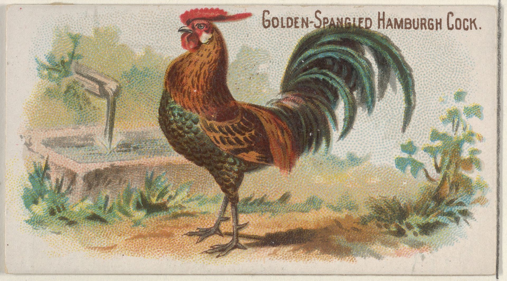 Golden-Spangled Hamburgh Cock, from the Prize and Game Chickens series (N20) for Allen & Ginter Cigarettes by Allen & Ginter