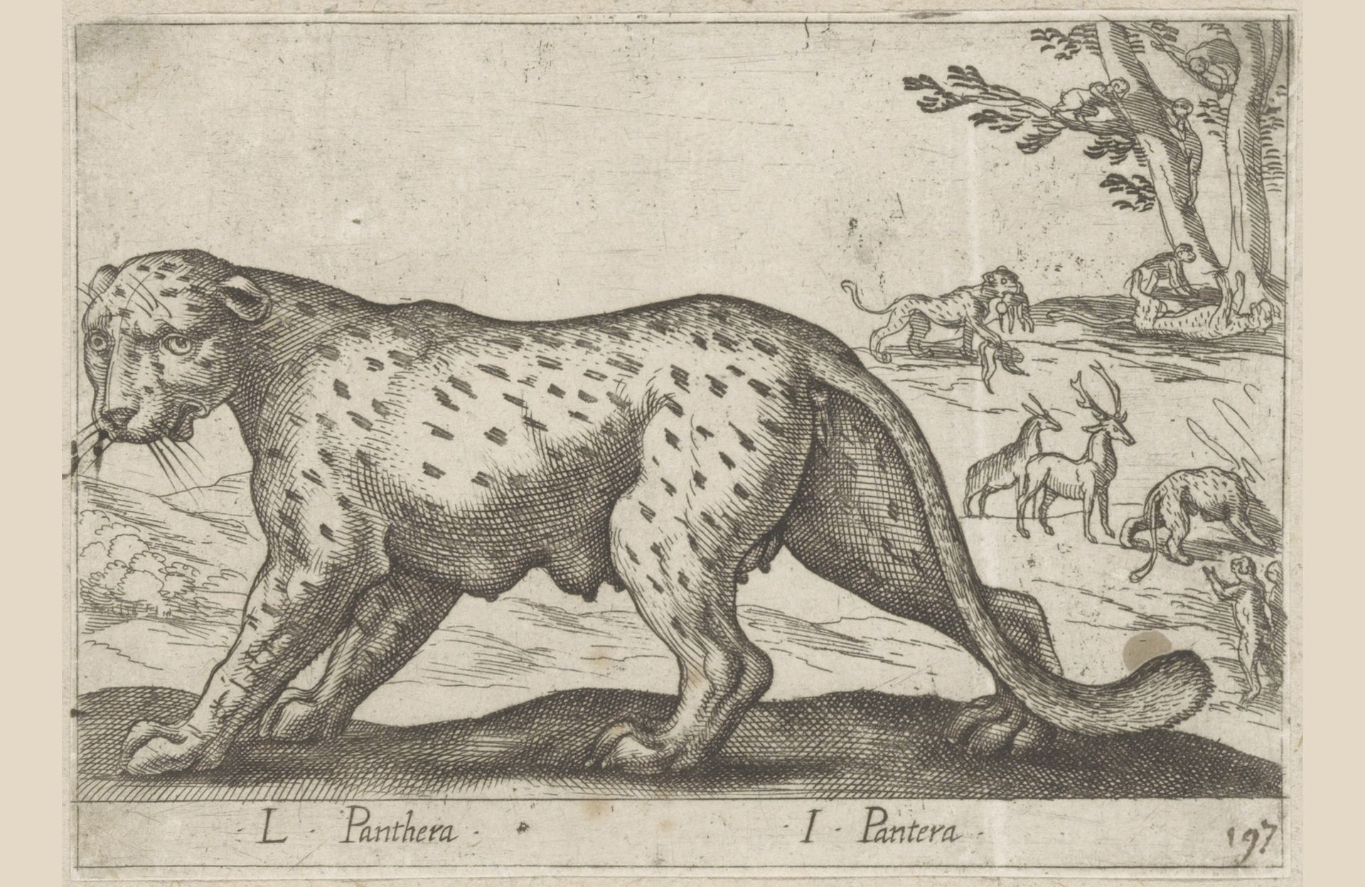Panter by Antonio Tempesta