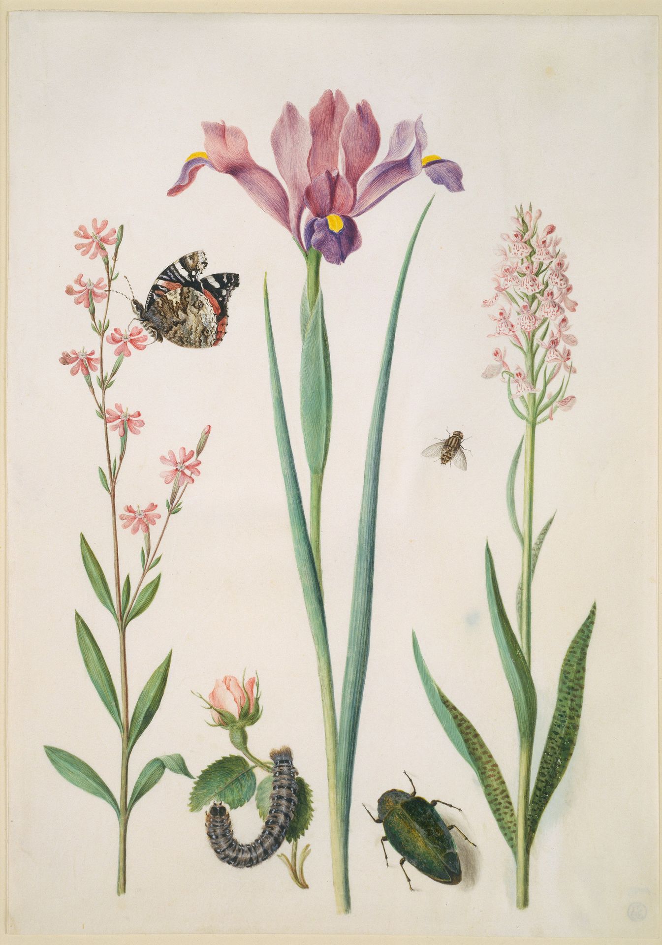 Catchfly with admiral, rose with fox moth, iris, hoverfly, jewel beetle and orchid by Maria Sibylla Merian