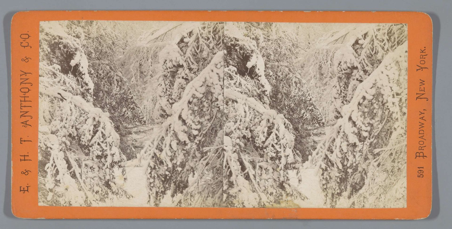 Besneeuwde bomen op Goat Island by Anonymous