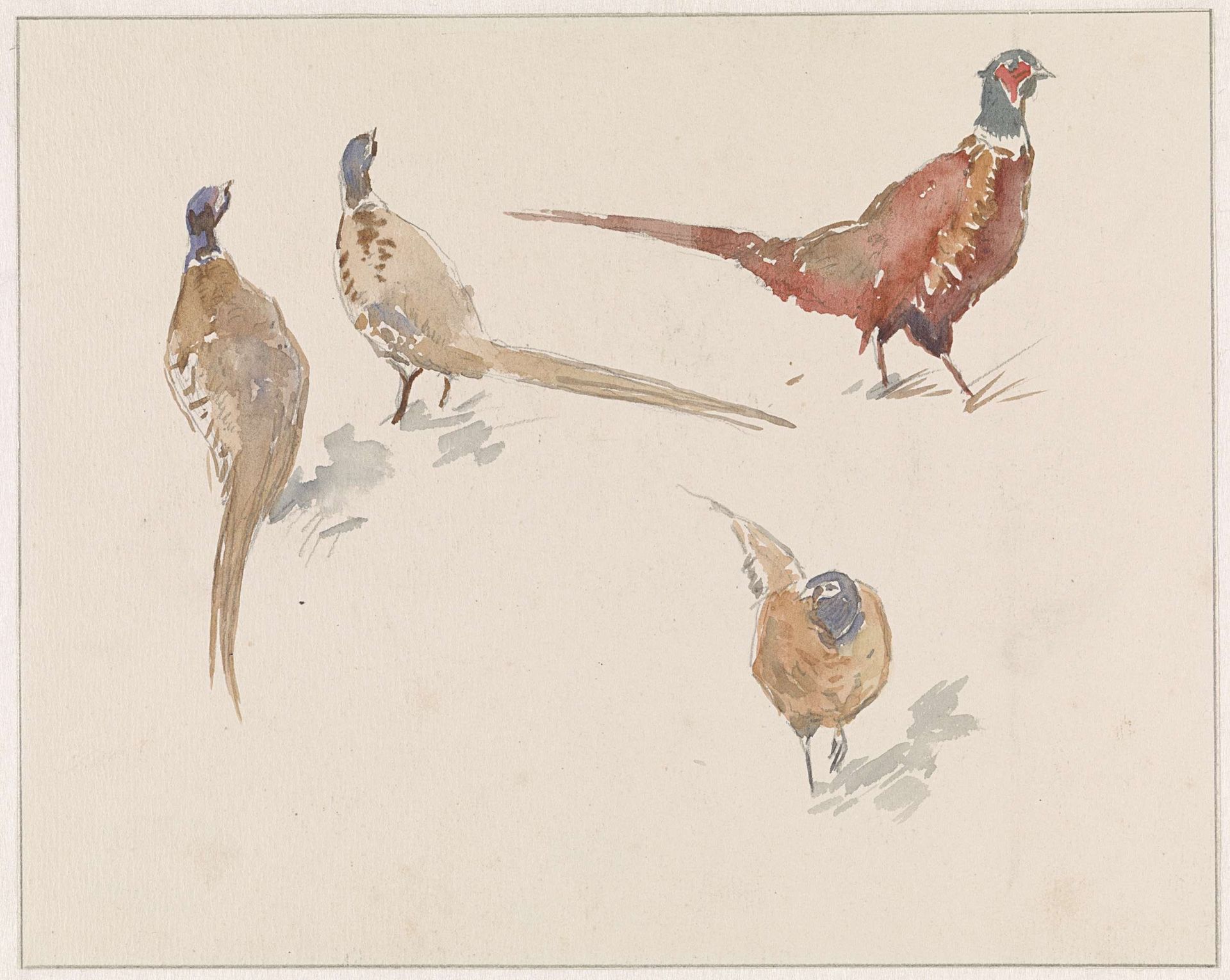 Vier fazanten by Jan van Essen