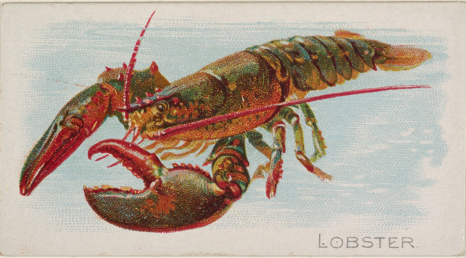 Lobster, from the Fish from American Waters series (N8) for Allen & Ginter Cigarettes Brands by Allen & Ginter