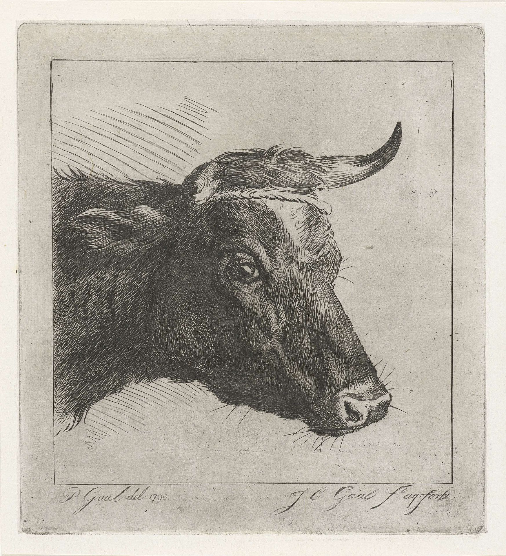 Kop van een koe met touw om de horens by Jacobus Cornelis Gaal