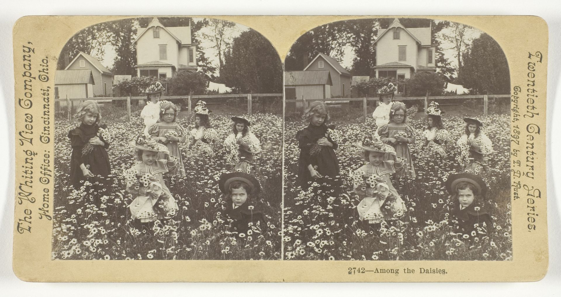 Among the Daisies by T.D. Rust