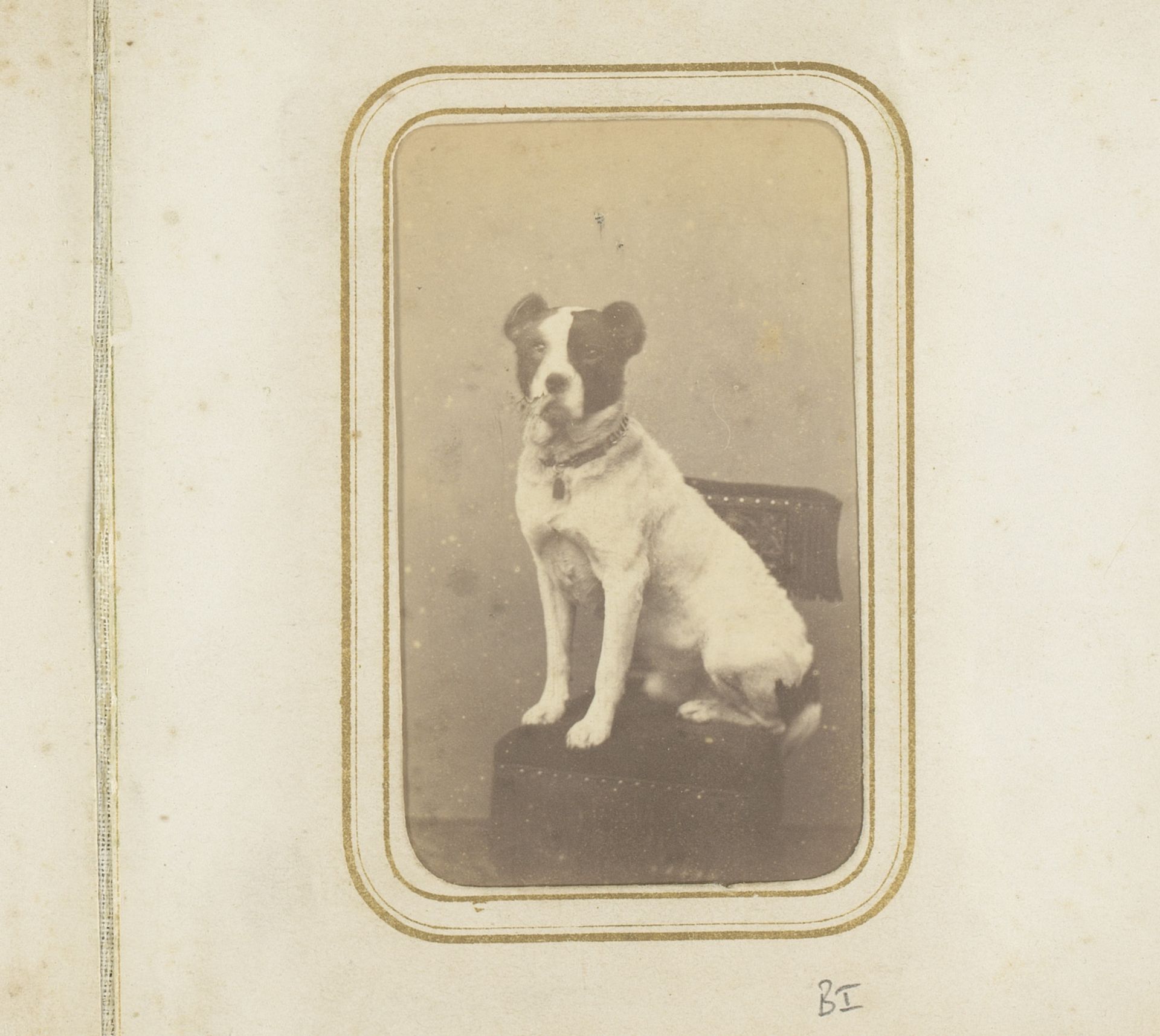 Portret van een hond by De Lavieter & Co.