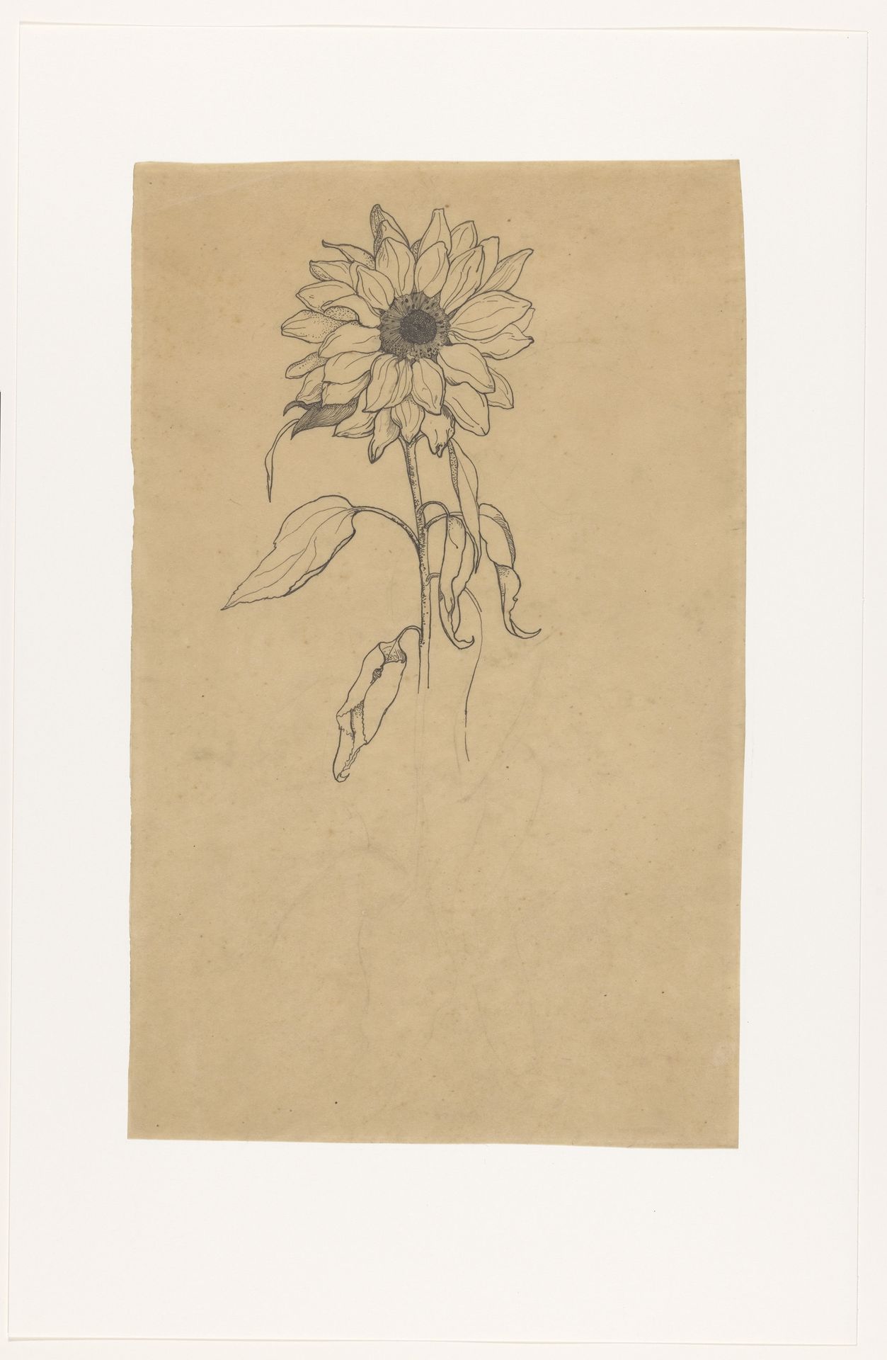 Zonnebloem van voren by Richard Nicolaüs Roland Holst