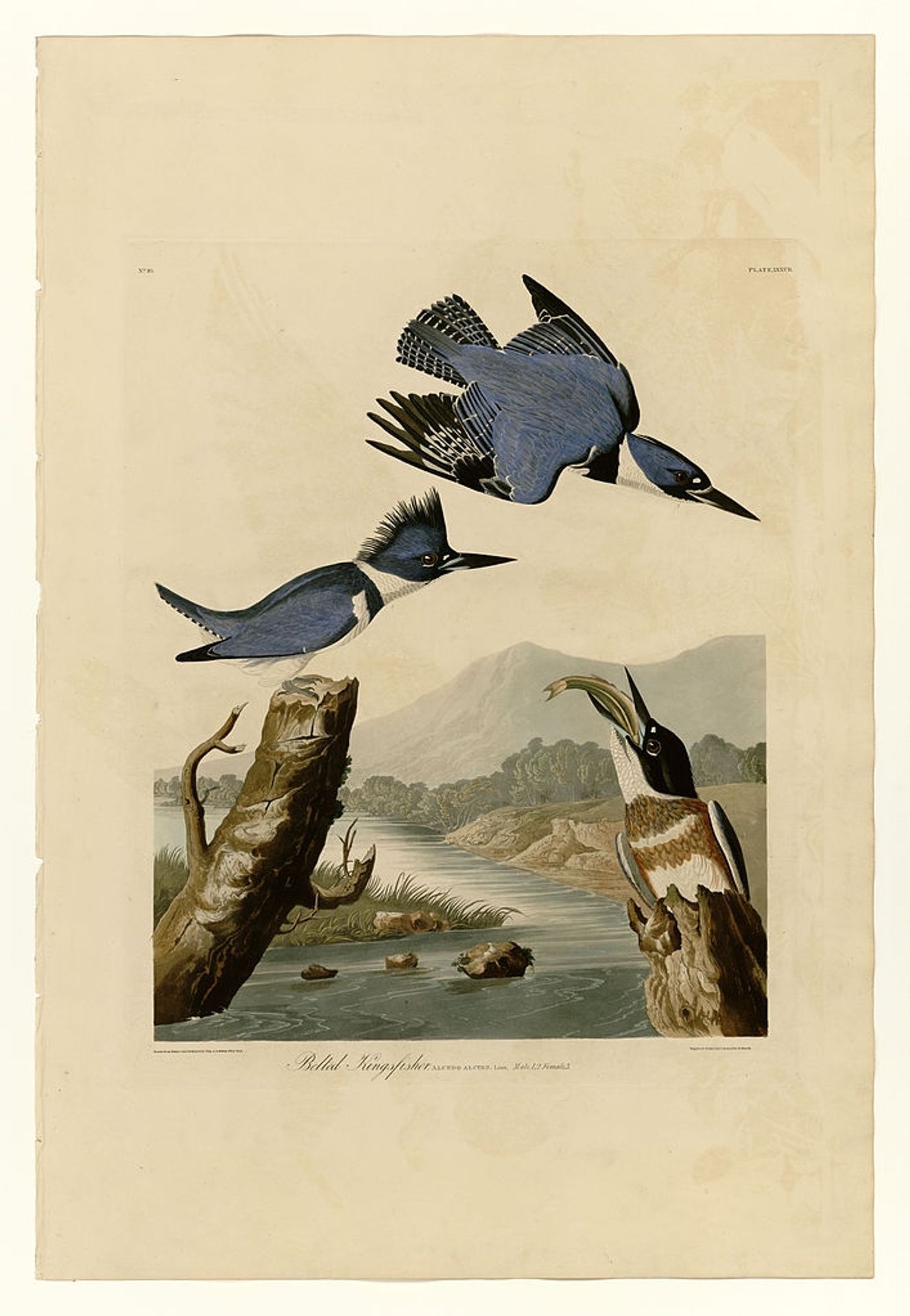 Plate 77 Belted Kingfisher by John James Audubon