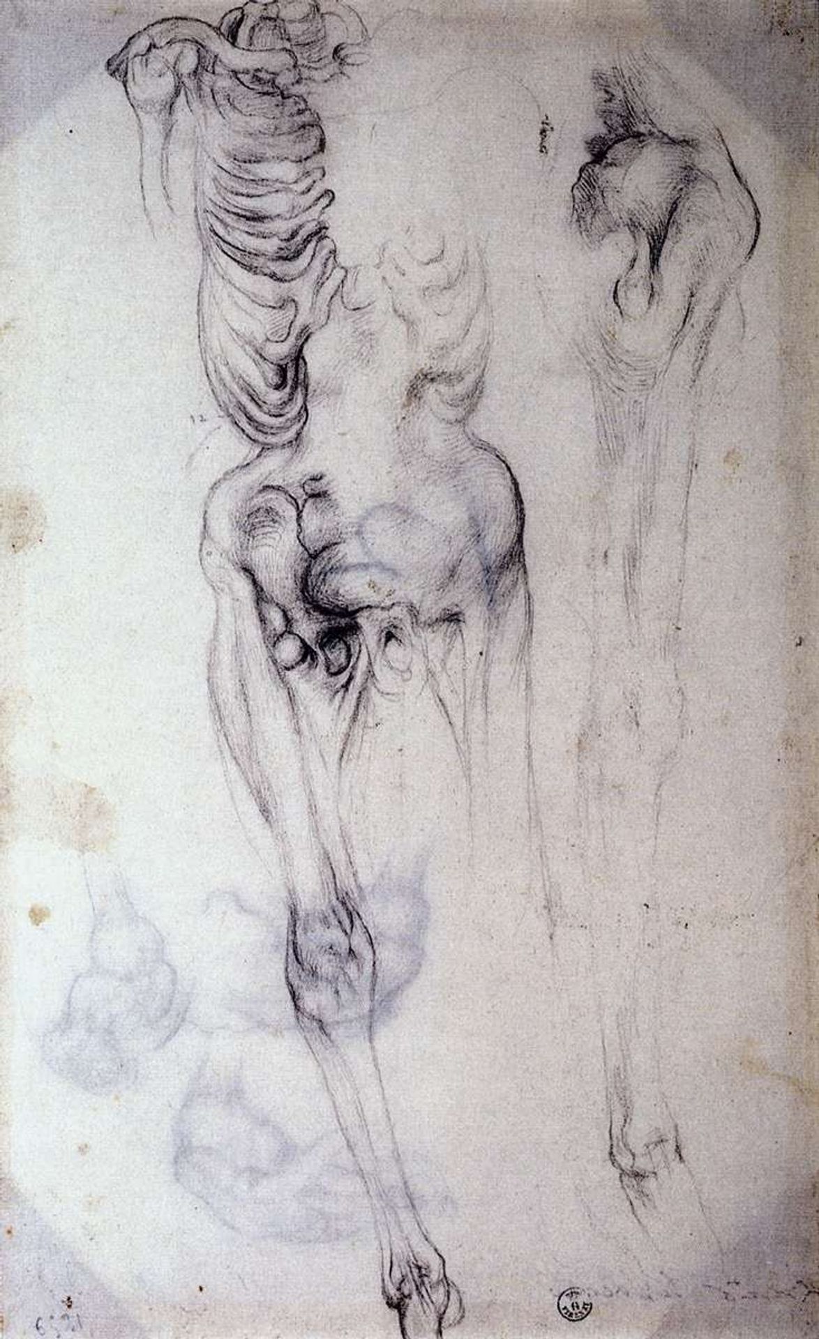 Anatomical study by Jacopo Pontormo