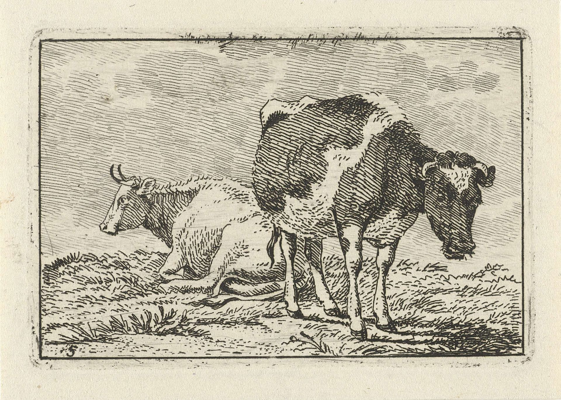 Witte en gevlekte koe by Anthony Oberman