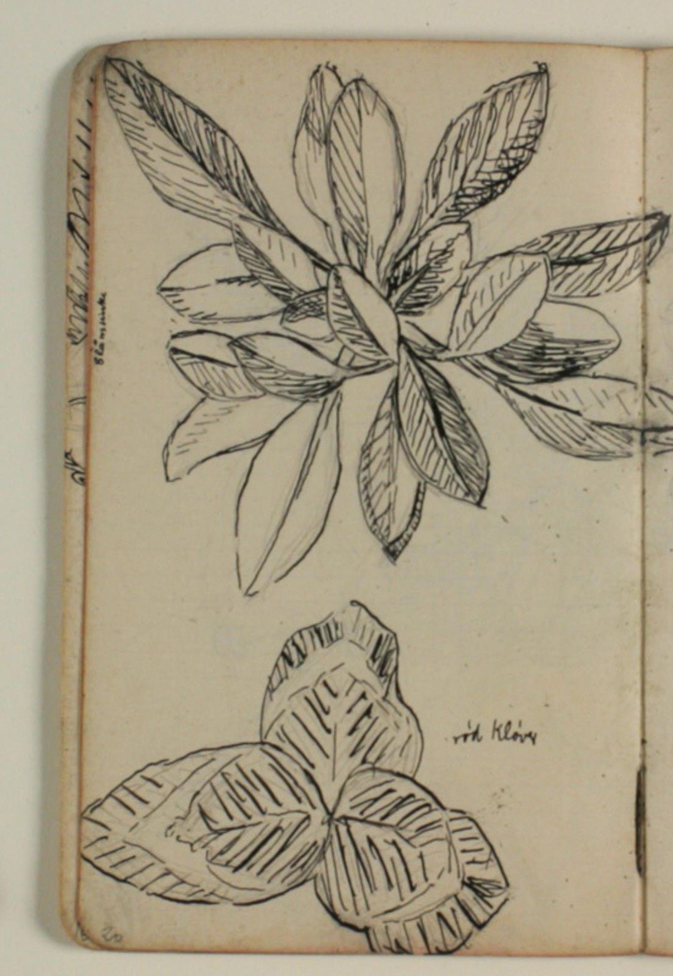 Plantestudier, den ene en rød kløver by Niels Larsen Stevns