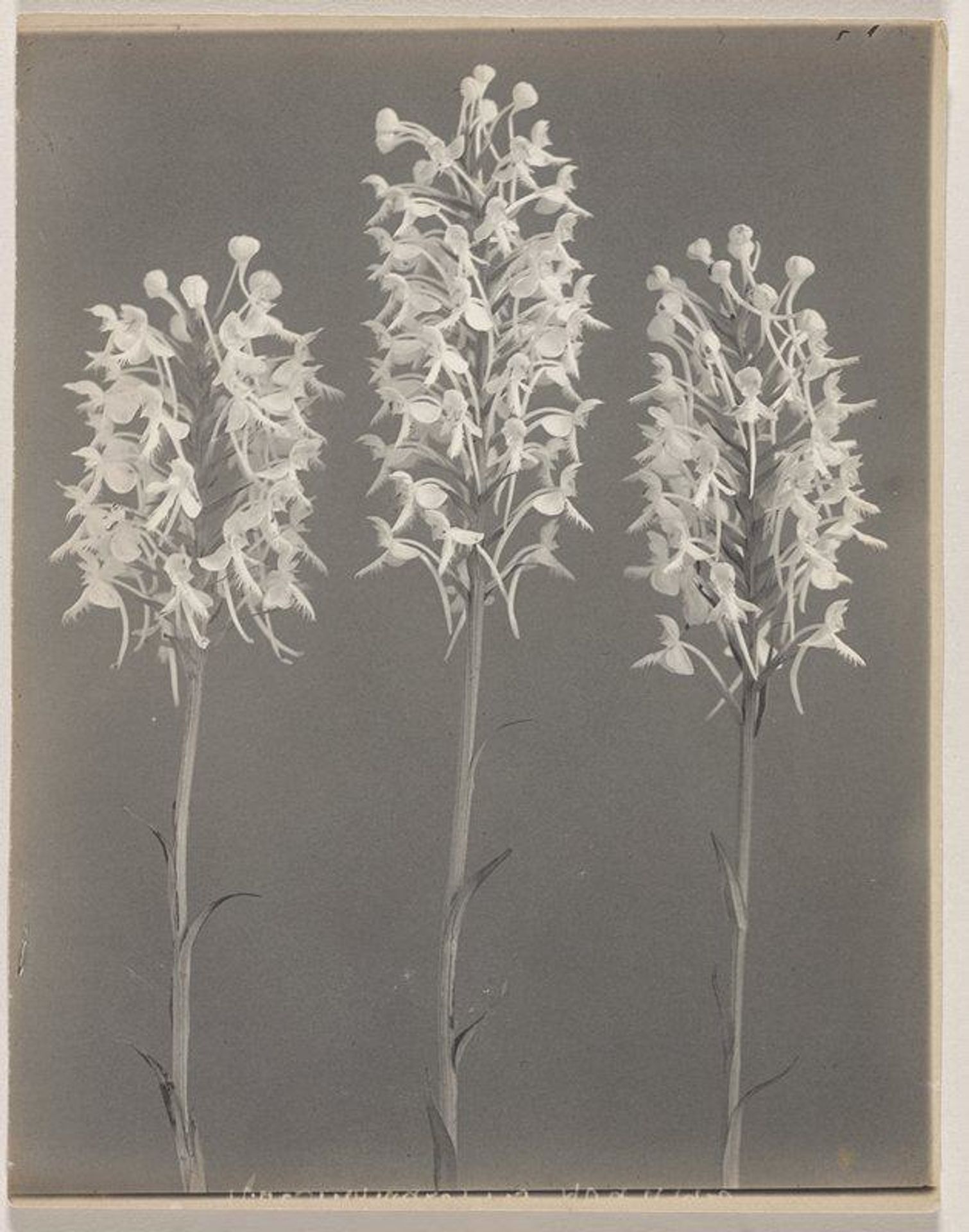 Habenaria blephariglottis- White Fringed Orchid by Edwin Hale Lincoln