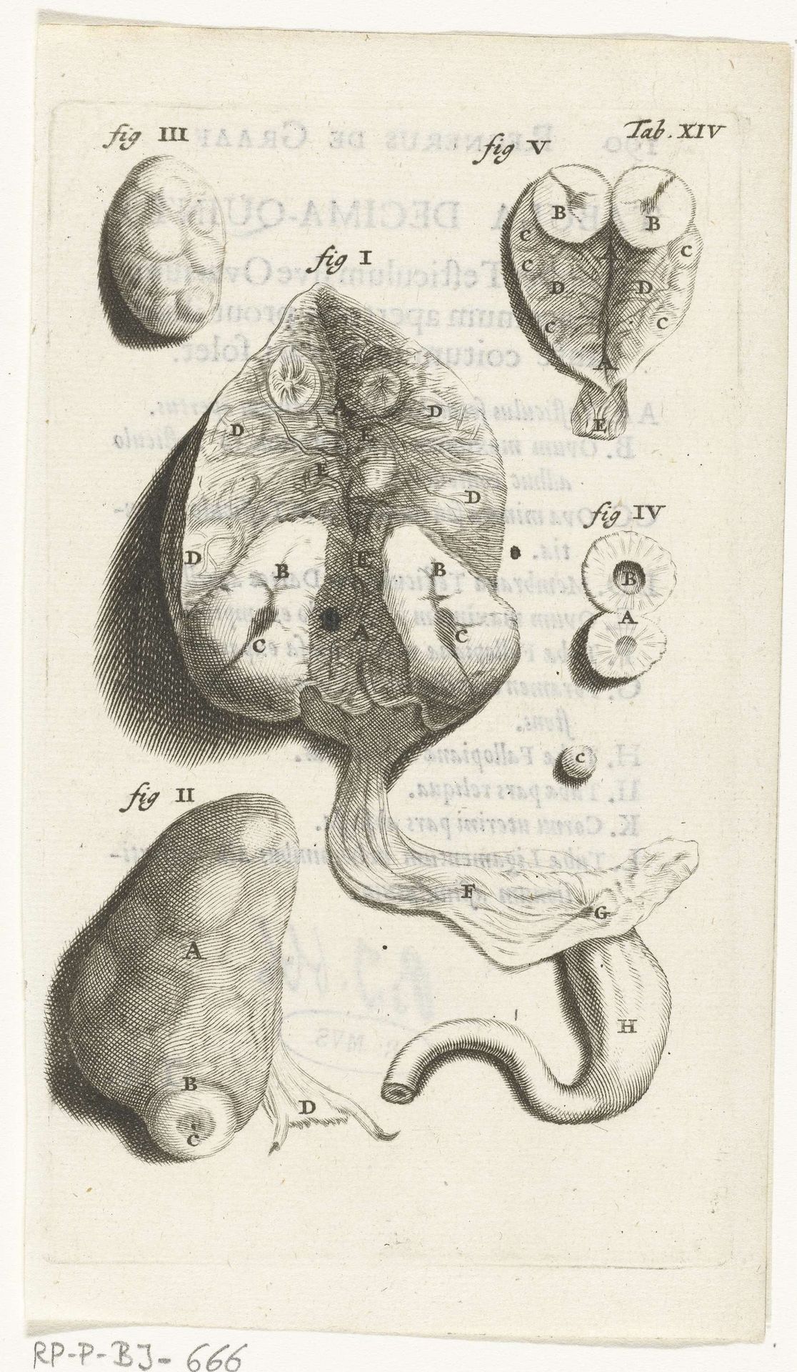 Prints of the Female Reproductive Organs by Hendrik Bary