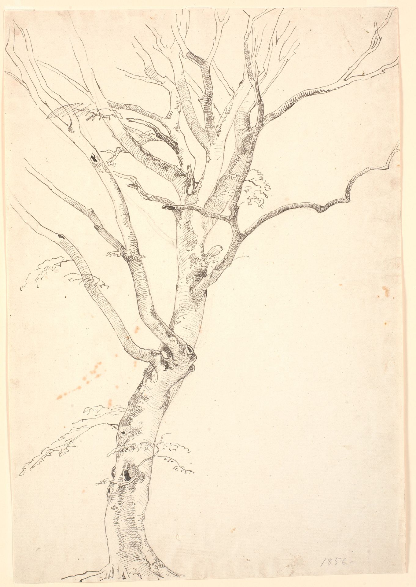 Afbladet bøgetræ by P.C. Skovgaard