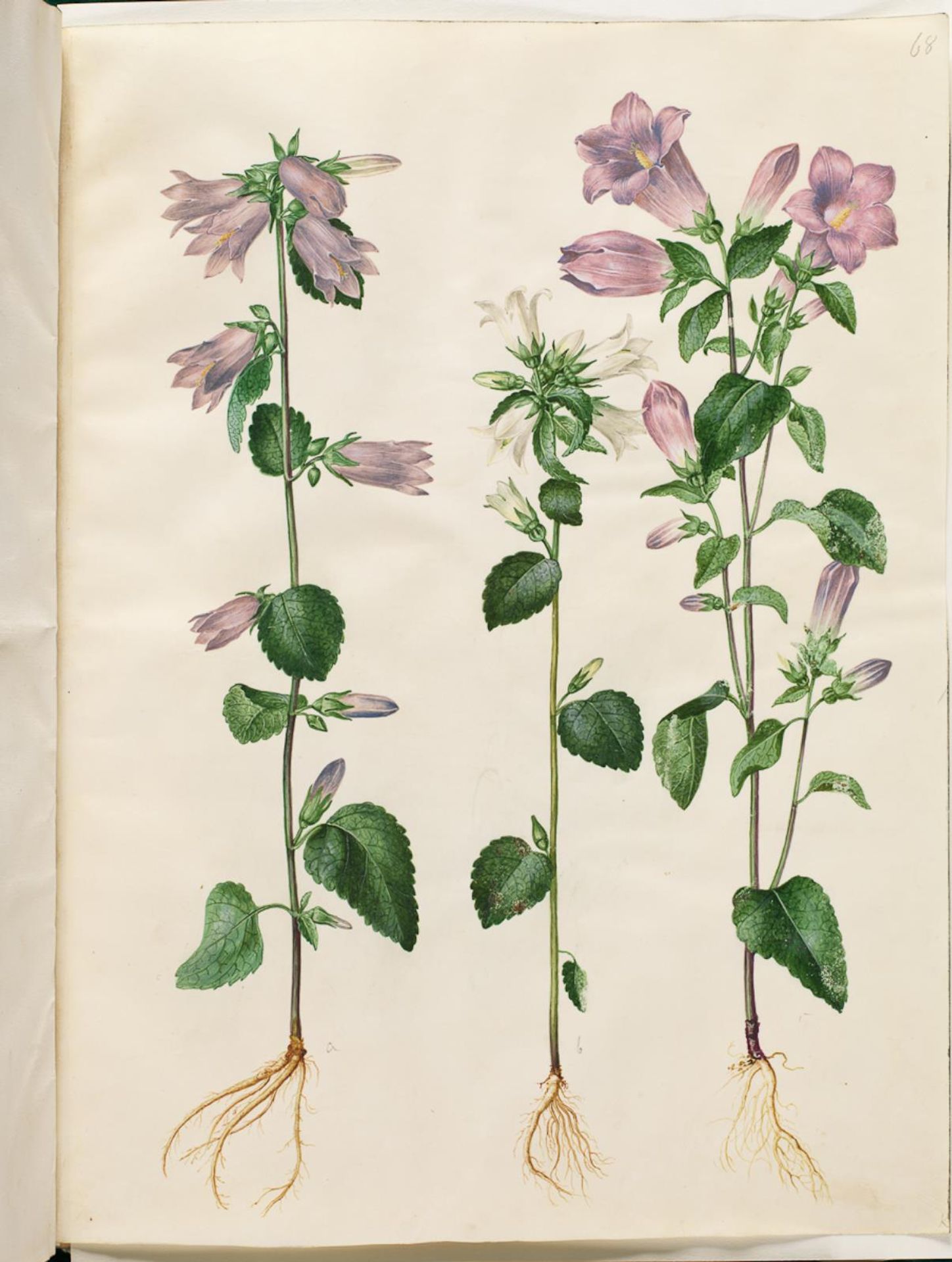 Campanula trachelium (nælde-klokke); Campanula medium (marie-klokke) by Hans Simon Holtzbecker