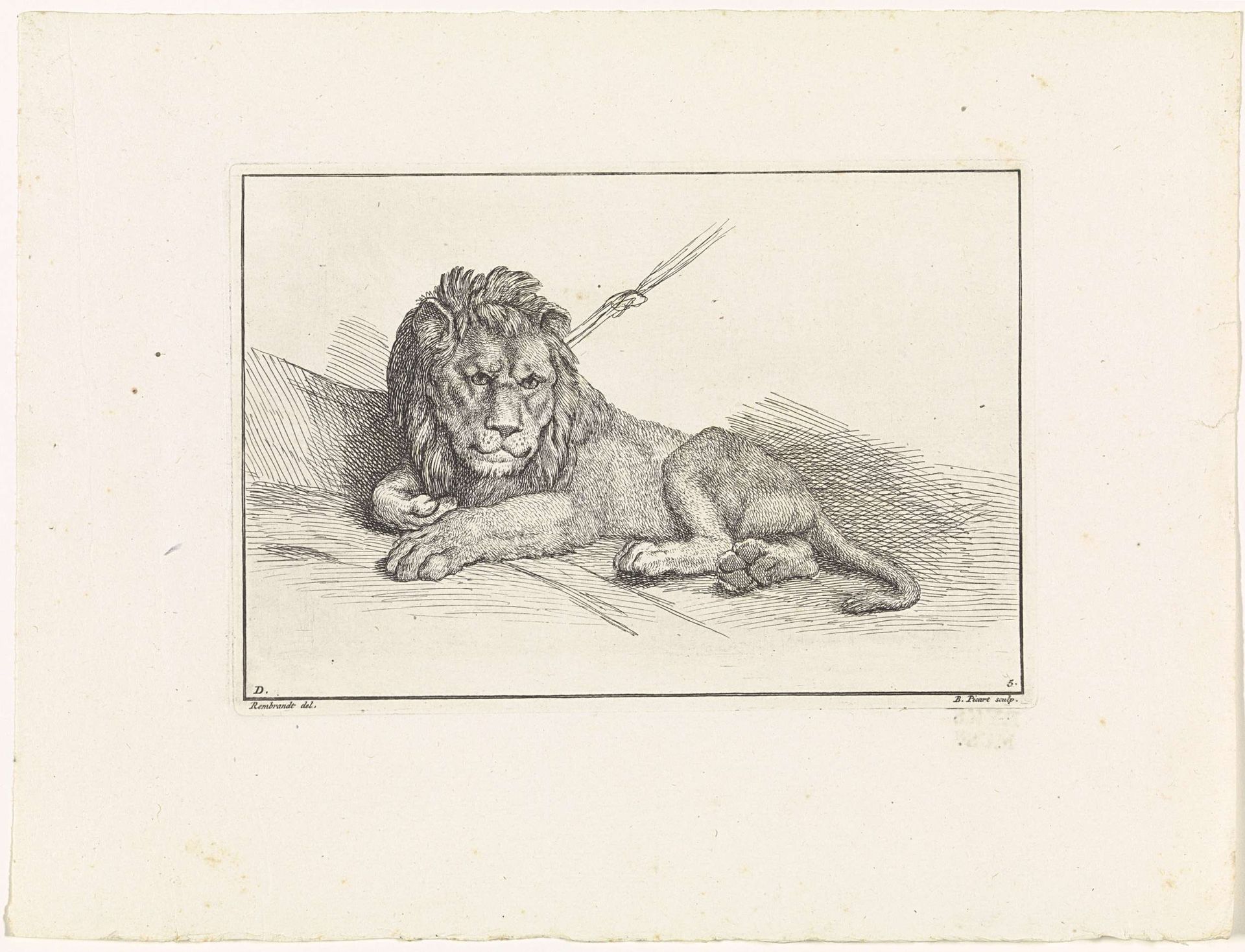 Vastgebonden leeuw by Bernard Picart