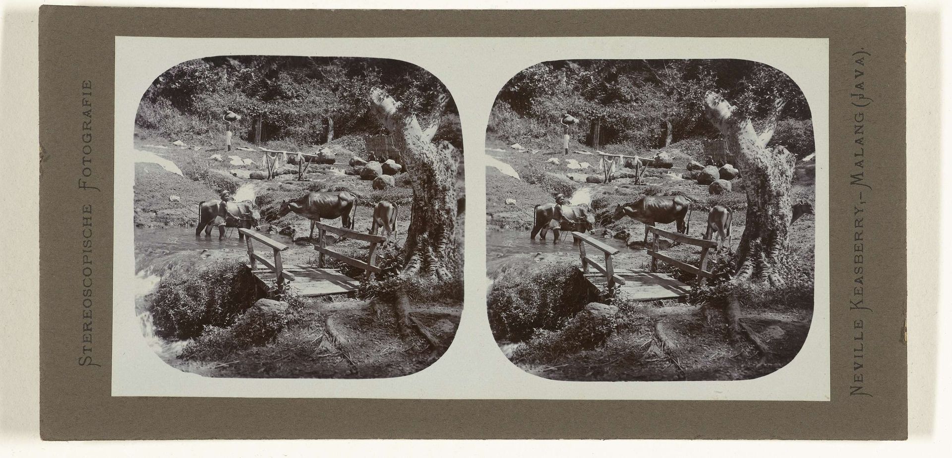 Een landschap met drinkende koeien en wassende mensen nabij Kepandjen. by Neville Keasberry