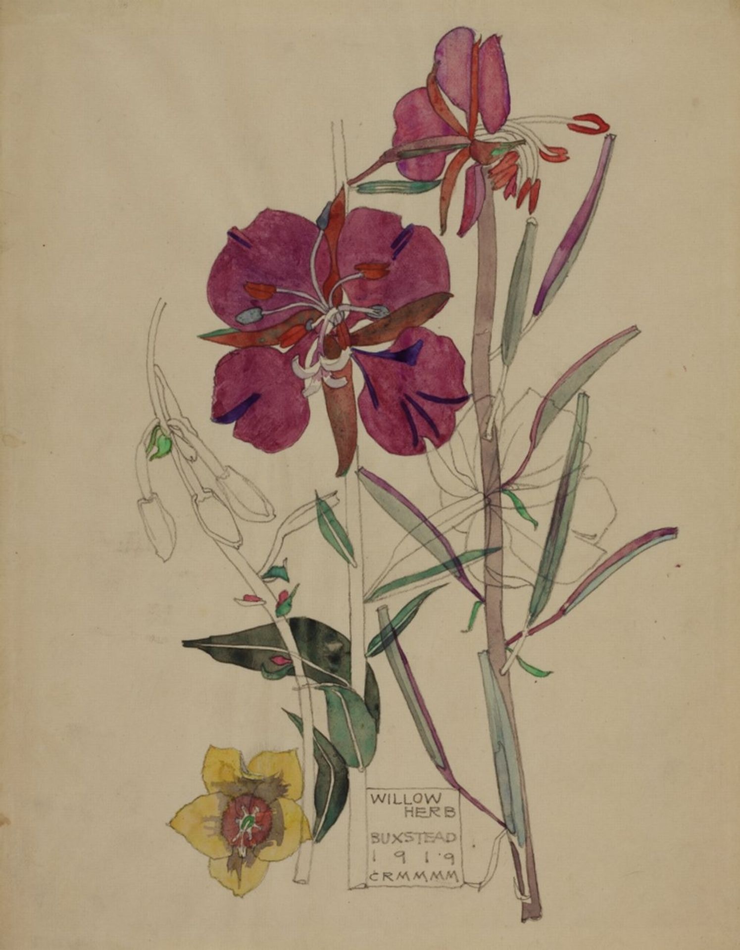 Willow Herb, Buxstead by Charles Rennie Mackintosh