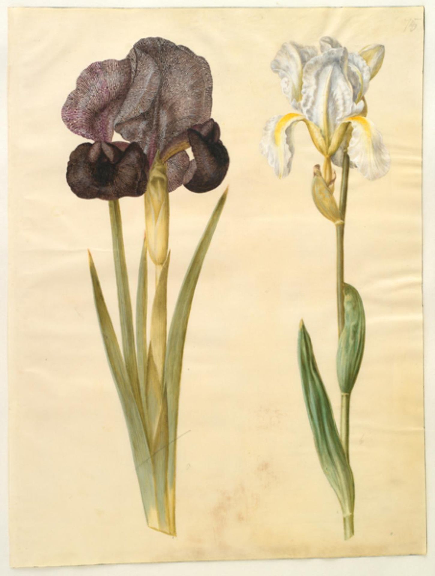 Iris susiana (sørge-iris); Iris ×florentina (violrod) by Hans Simon Holtzbecker