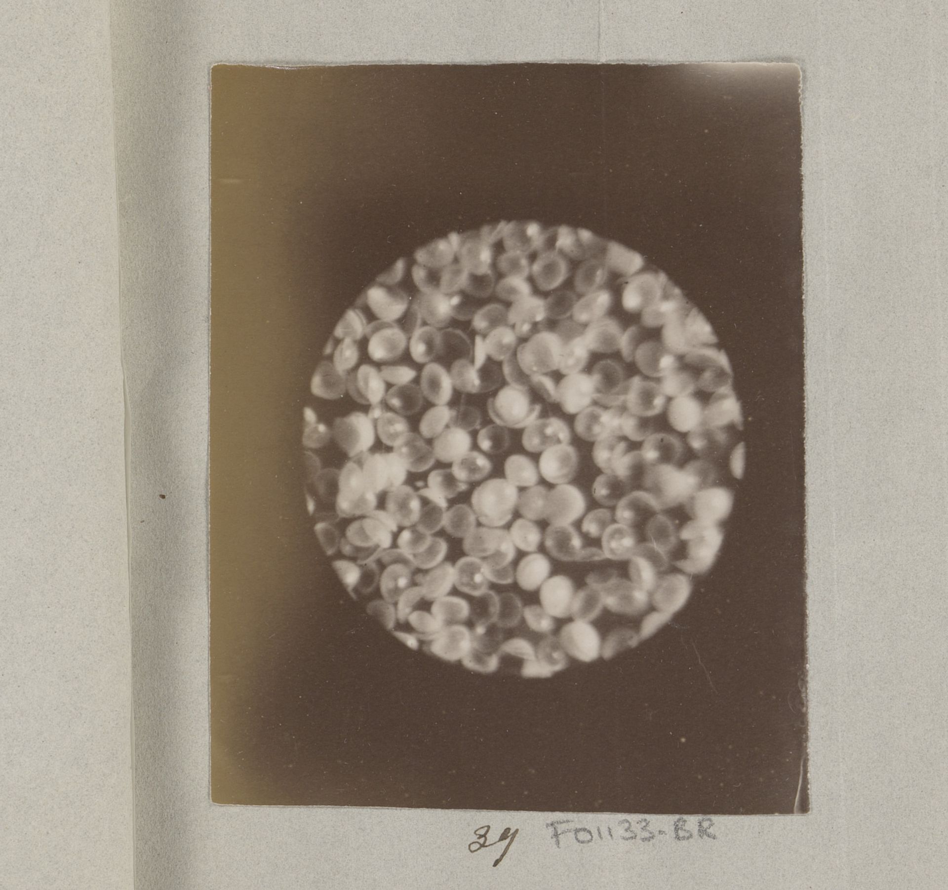 Microscopische opname van jonge schelpdiertjes, vijftig keer vergroot by Marinus Pieter Filbri