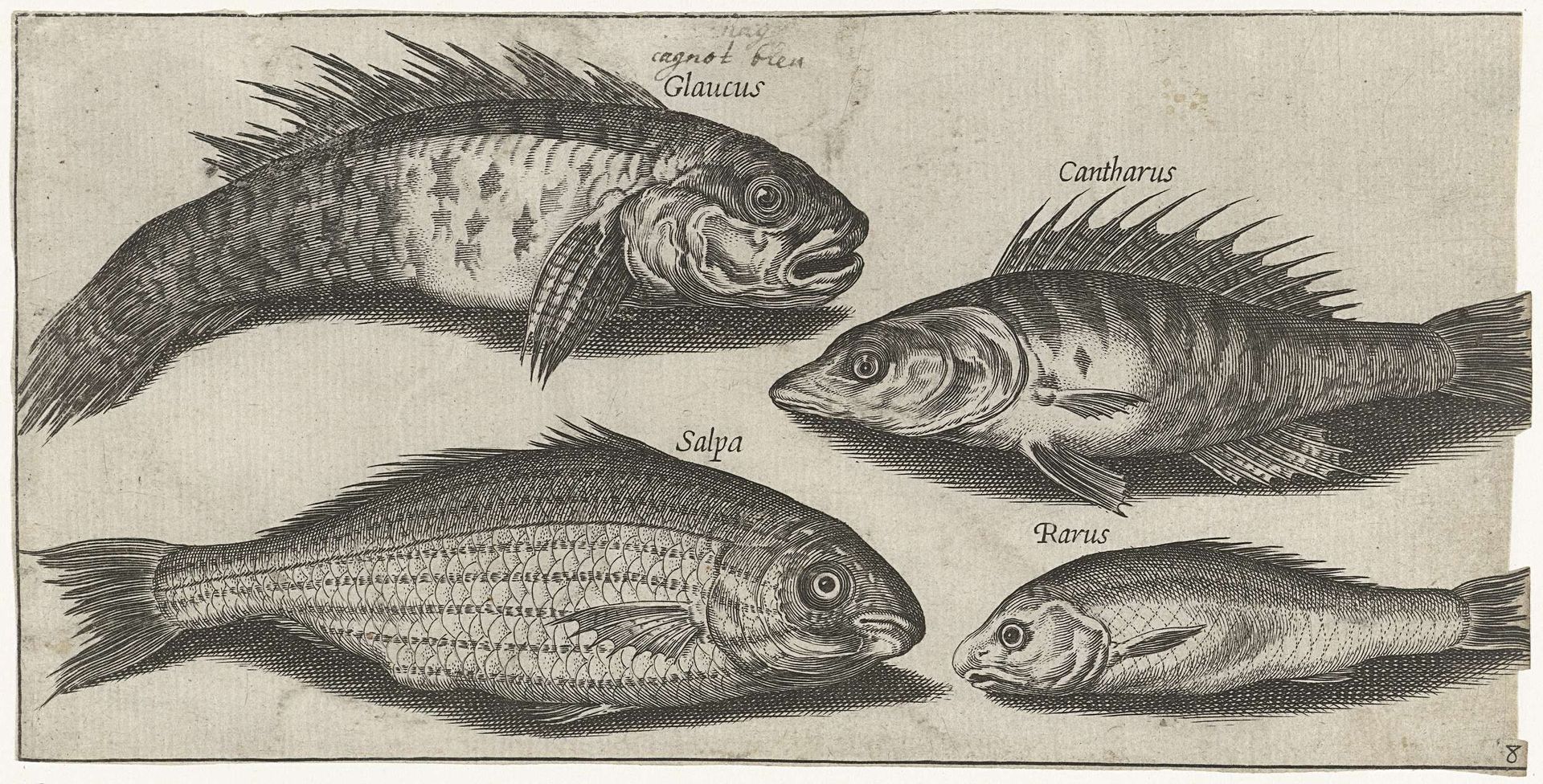 Bokvis, baars, grondel en een onbekende vis by Pierre Firens