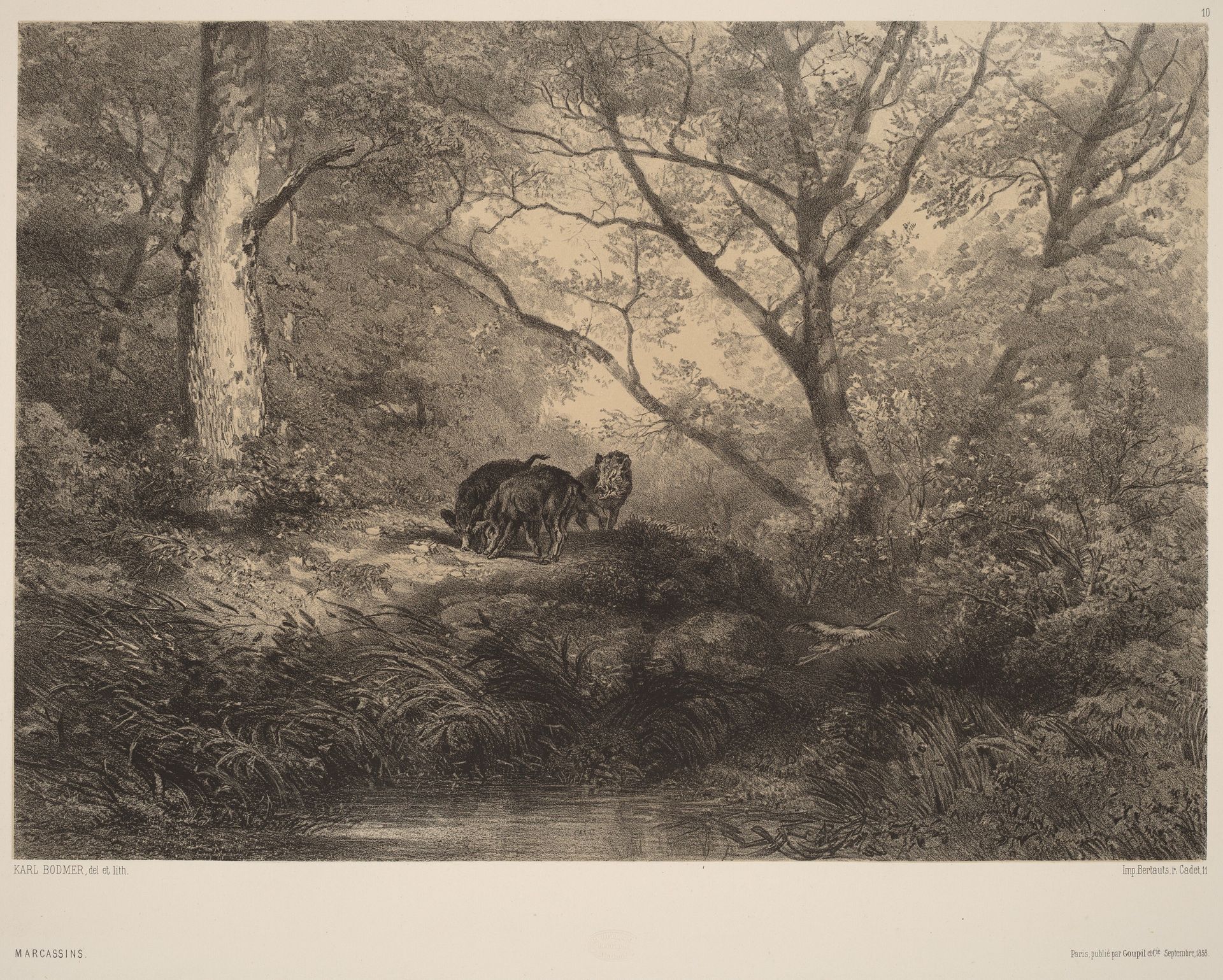 Marcassins by Karl Bodmer