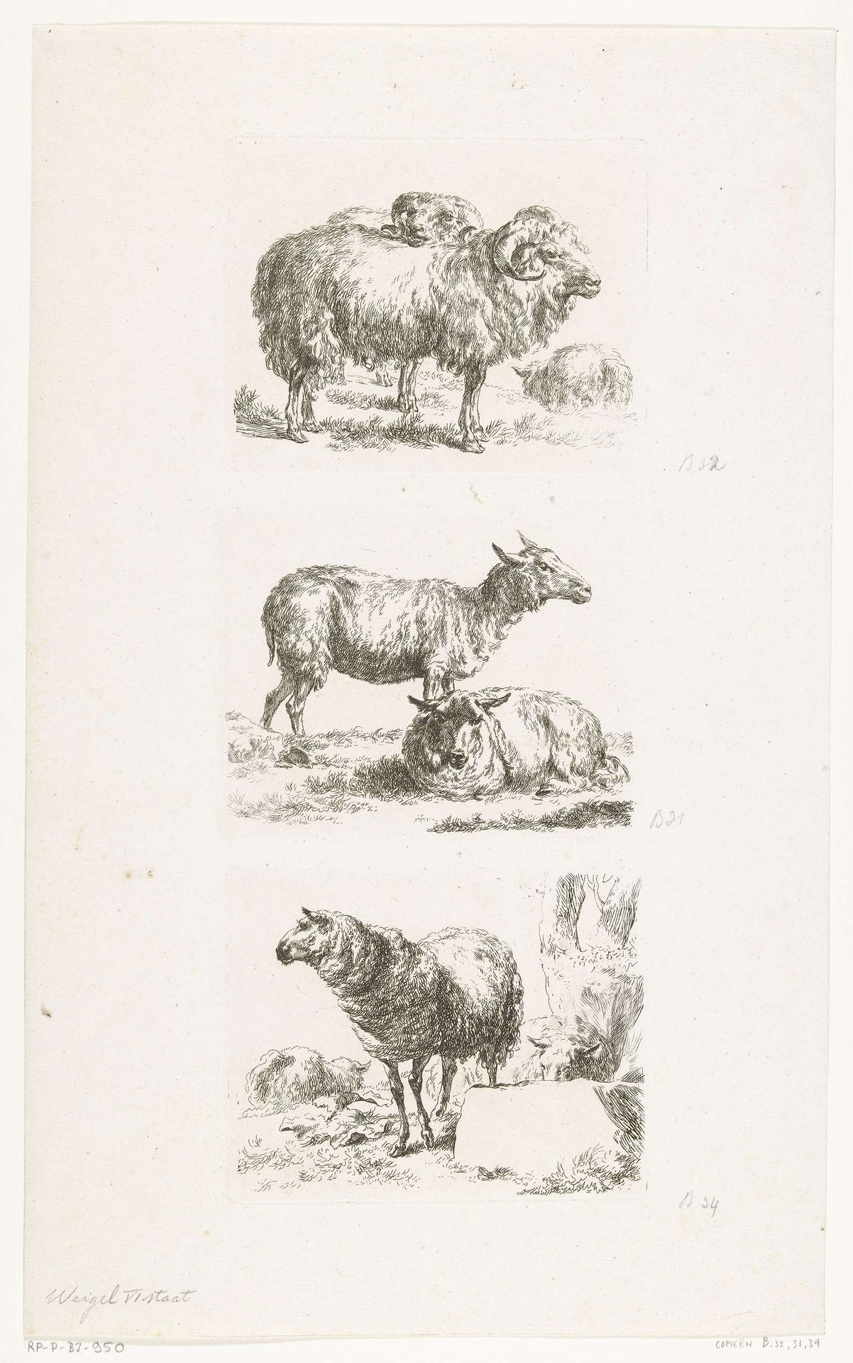 Rammen en schapen by Anonymous