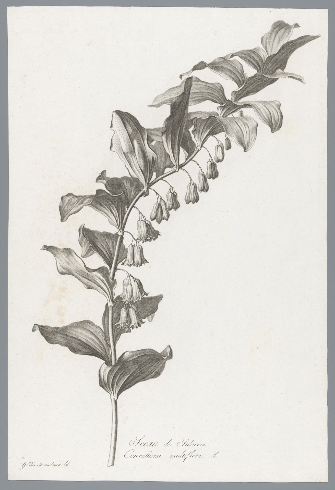 Gewone salomonszegel by Pierre François Legrand