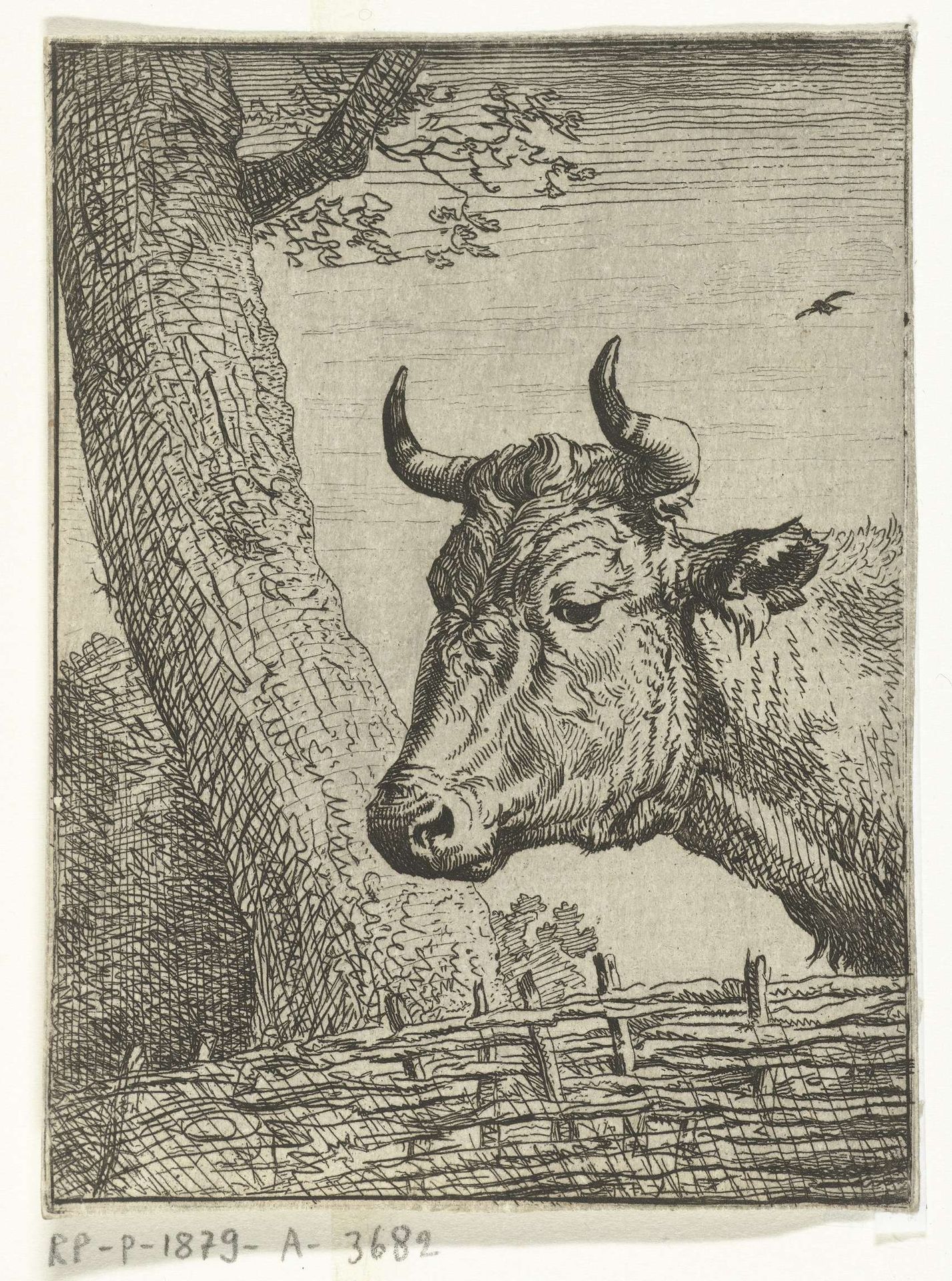 Koeienkop naar links by Joannes Bemme