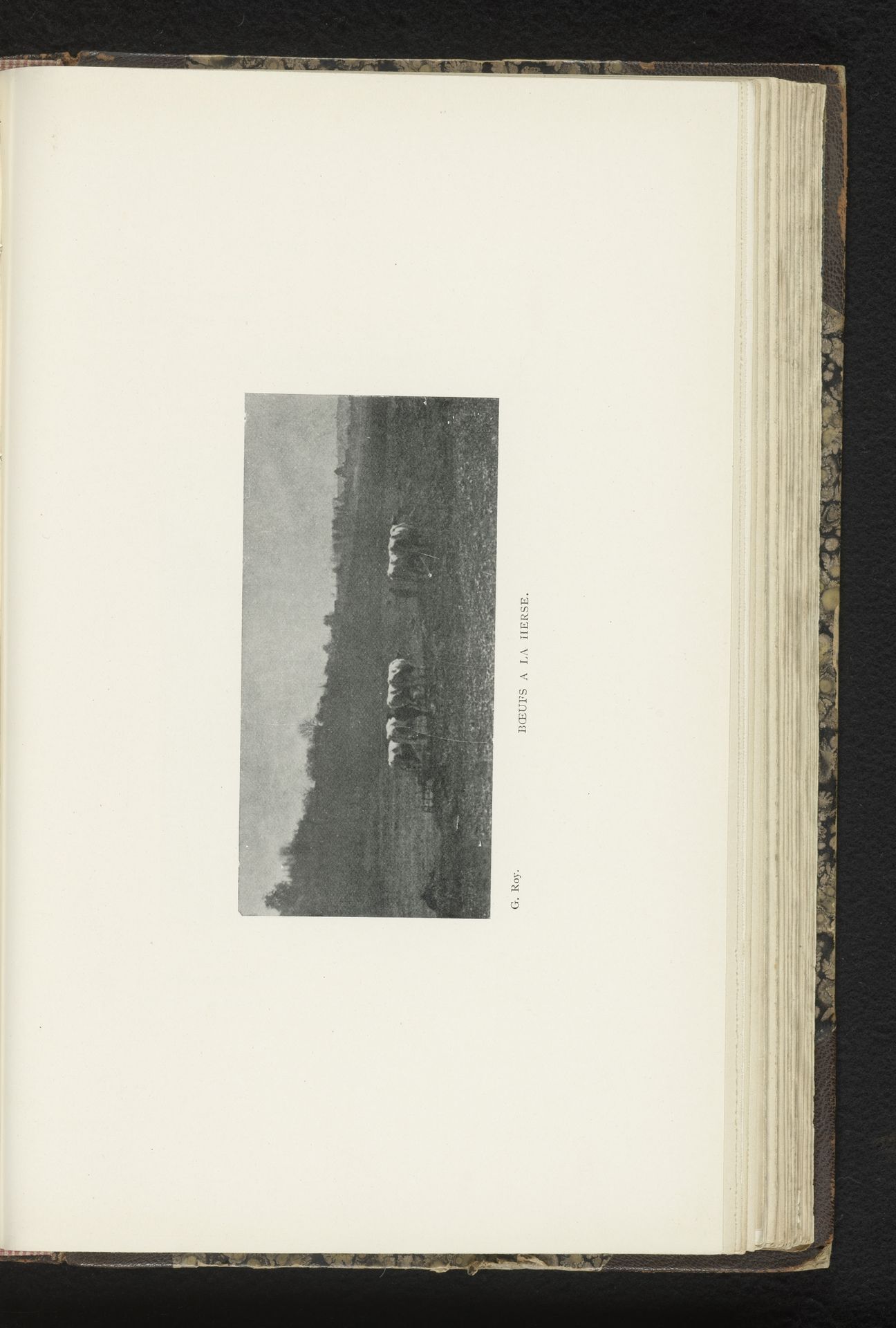 Ossen in de wei by G. Roy