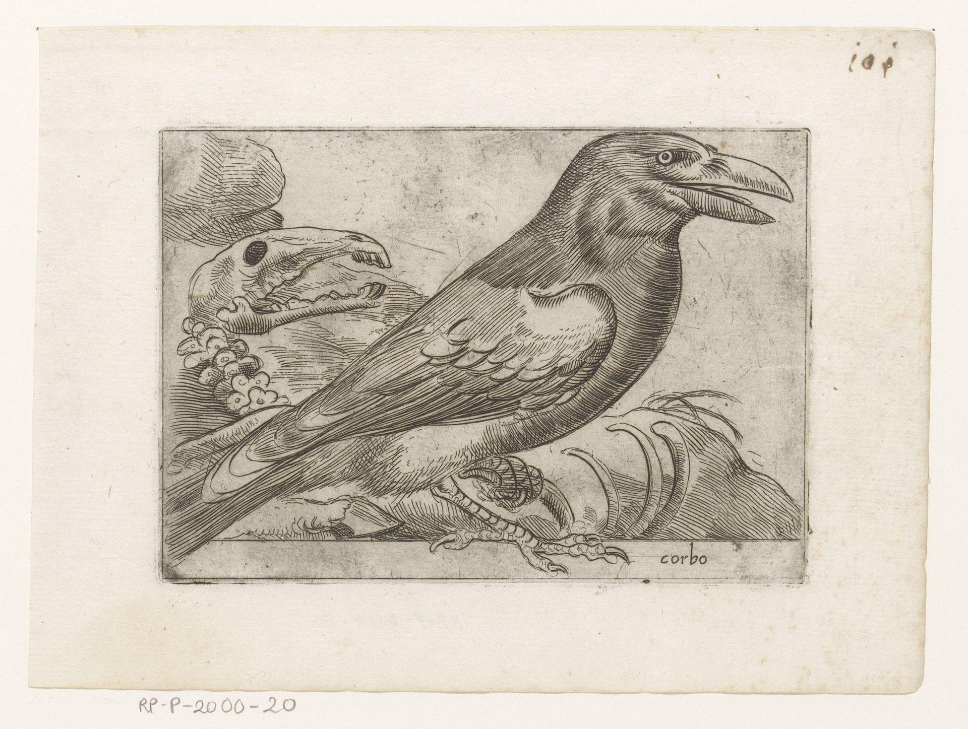 Zwarte kraai by Jacques de Fornazeris