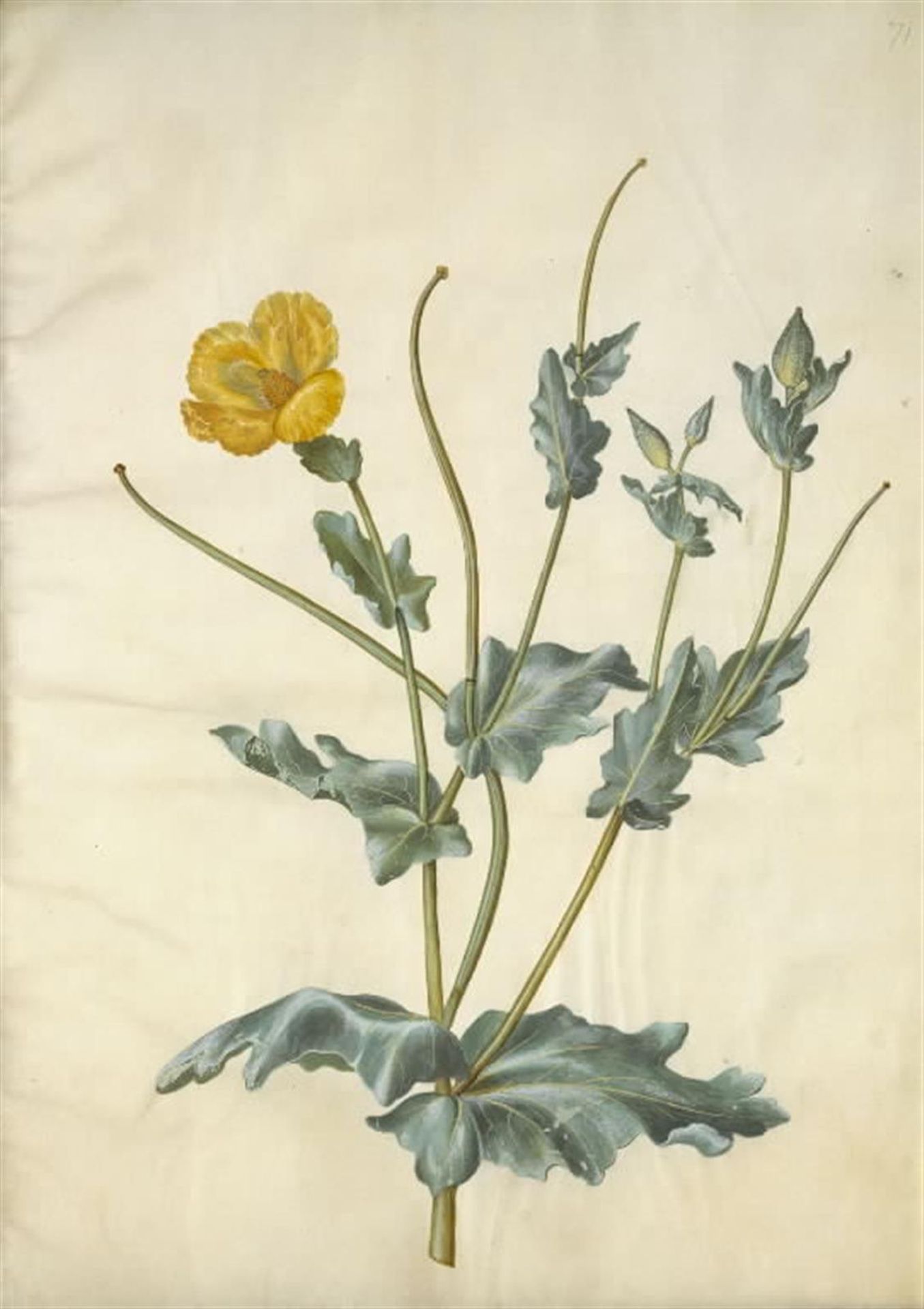 Glaucium flavum (strand-hornskulpe) by Hans Simon Holtzbecker