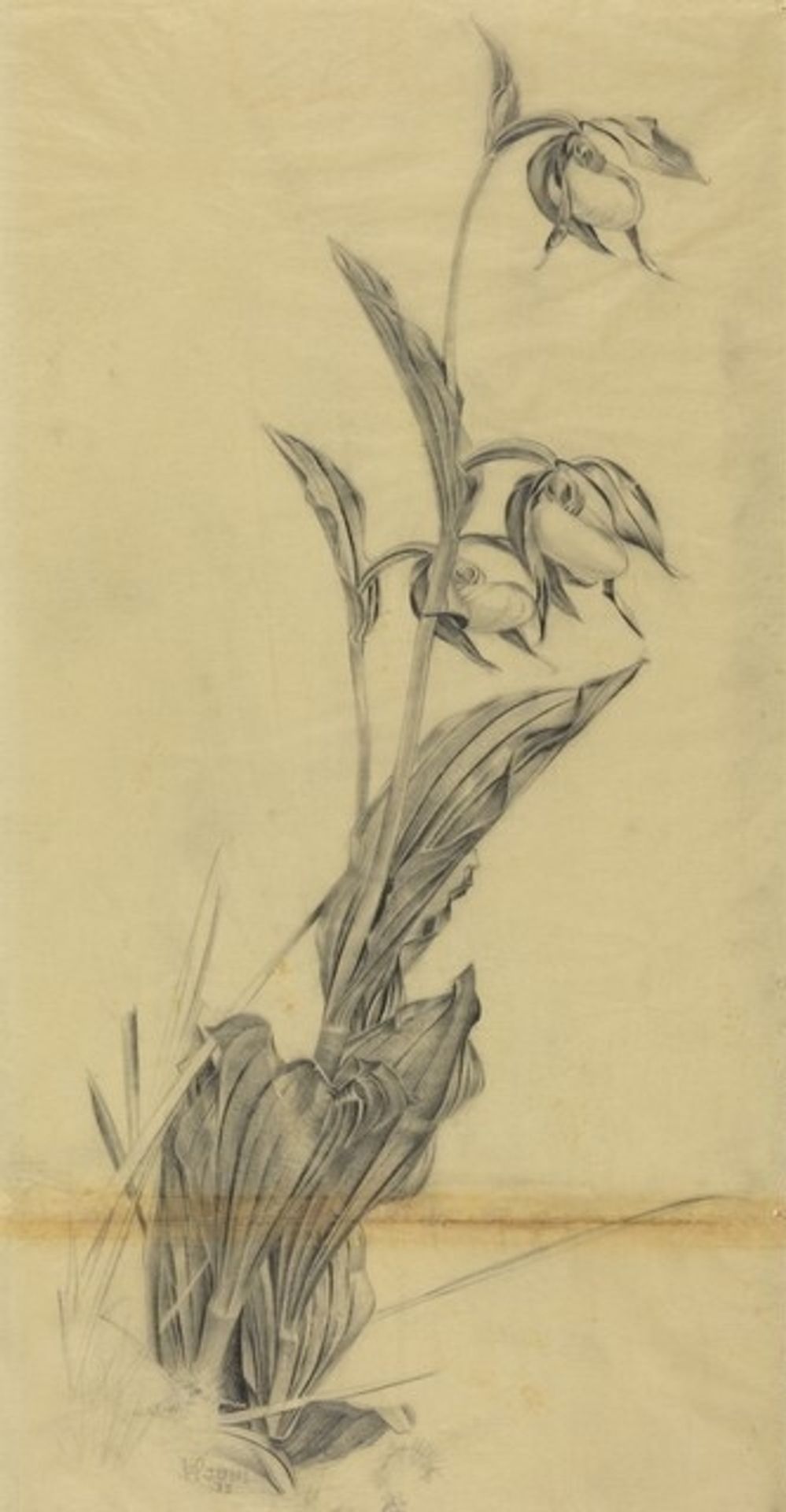 Frauenschuh by Wilhelm Heise