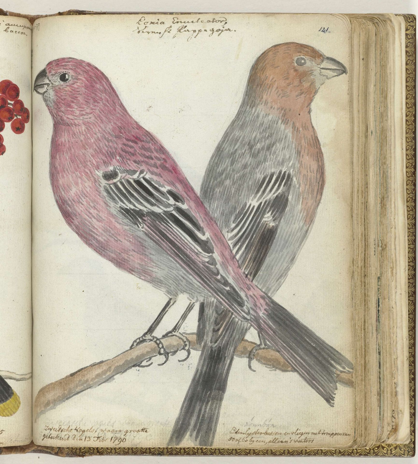 Zweedse vogels by Jan Brandes