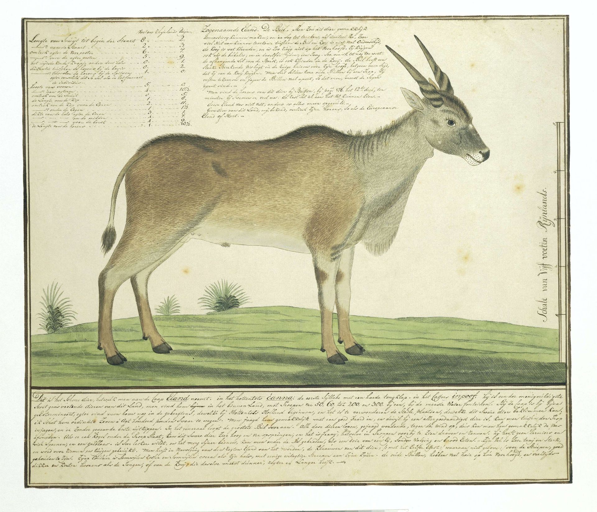 Taurotragus oryx (Eland) by Robert Jacob Gordon