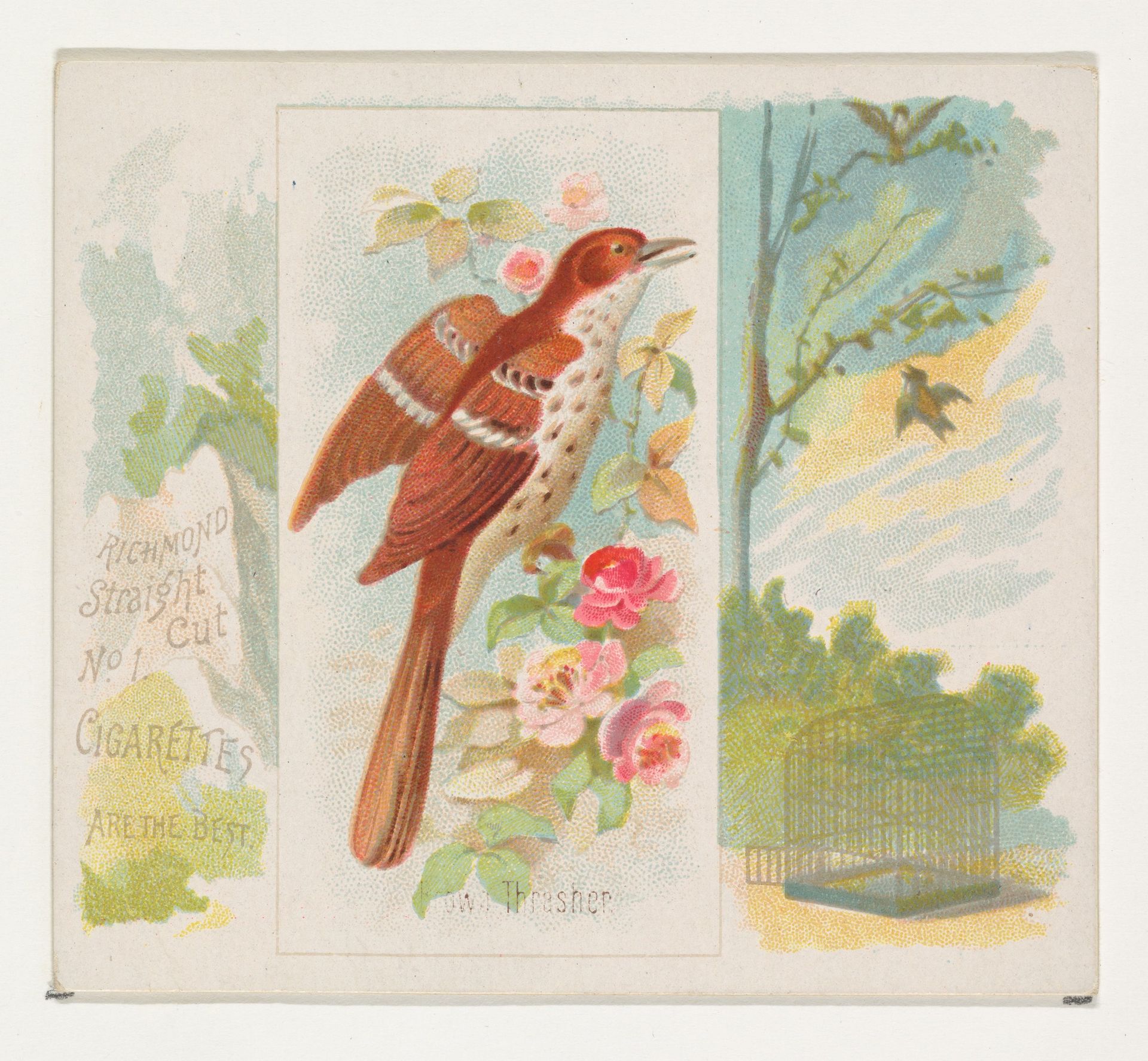 Brown Thrasher, from the Song Birds of the World series (N42) for Allen & Ginter Cigarettes by Allen & Ginter