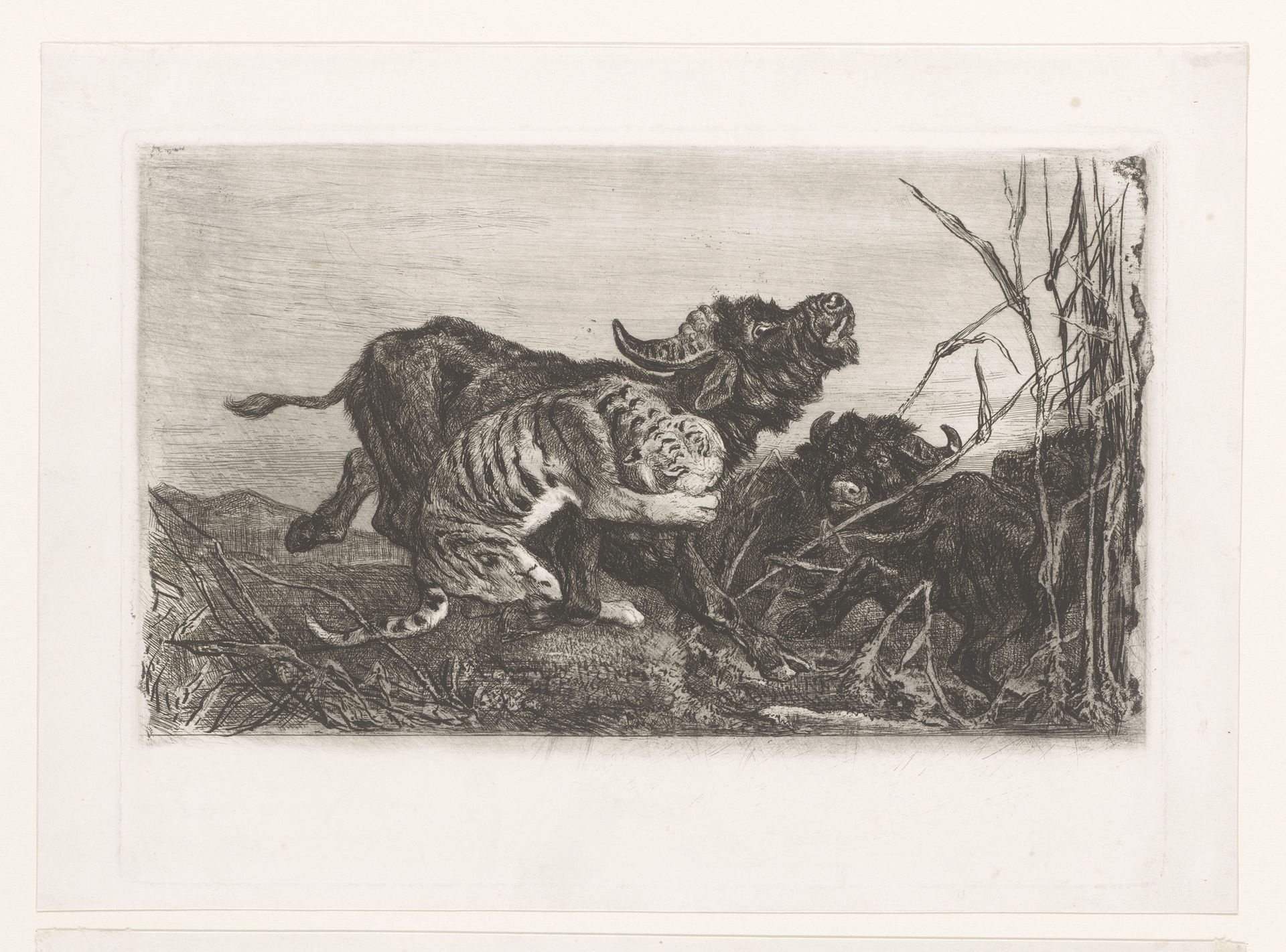 Buffels door een tijger aangevallen by Charles Verlat