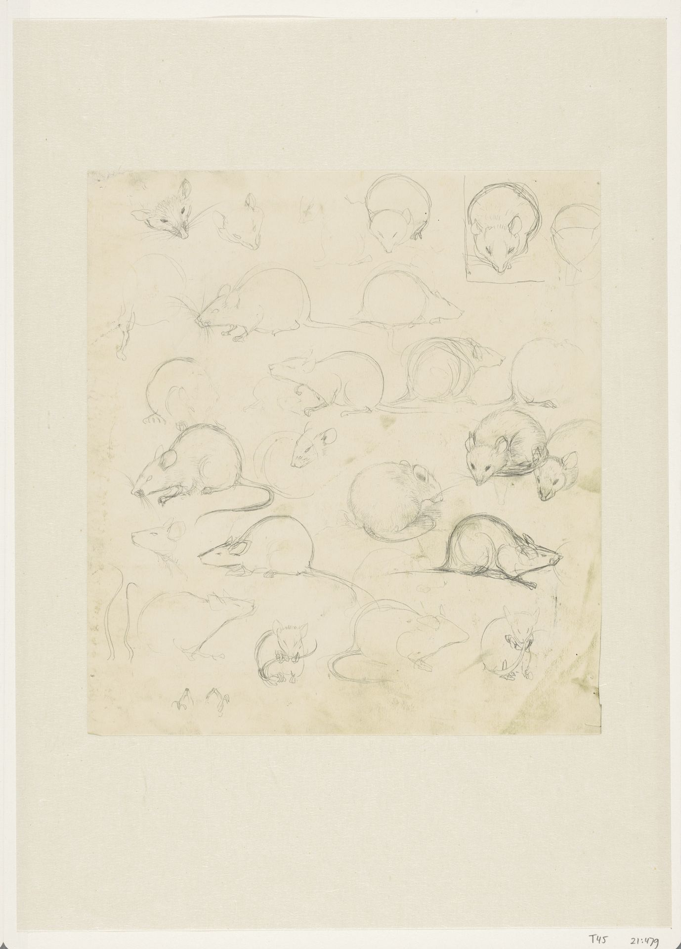 Studieblad met muizen by Jan Mankes