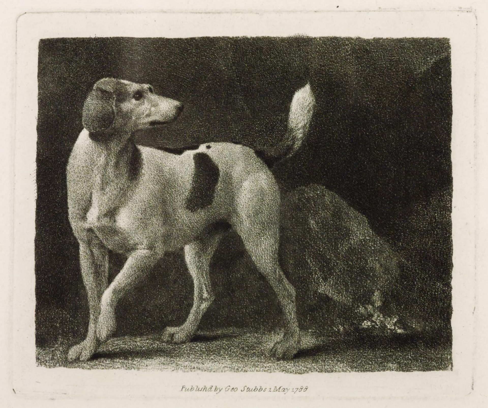 A Foxhound by George Stubbs